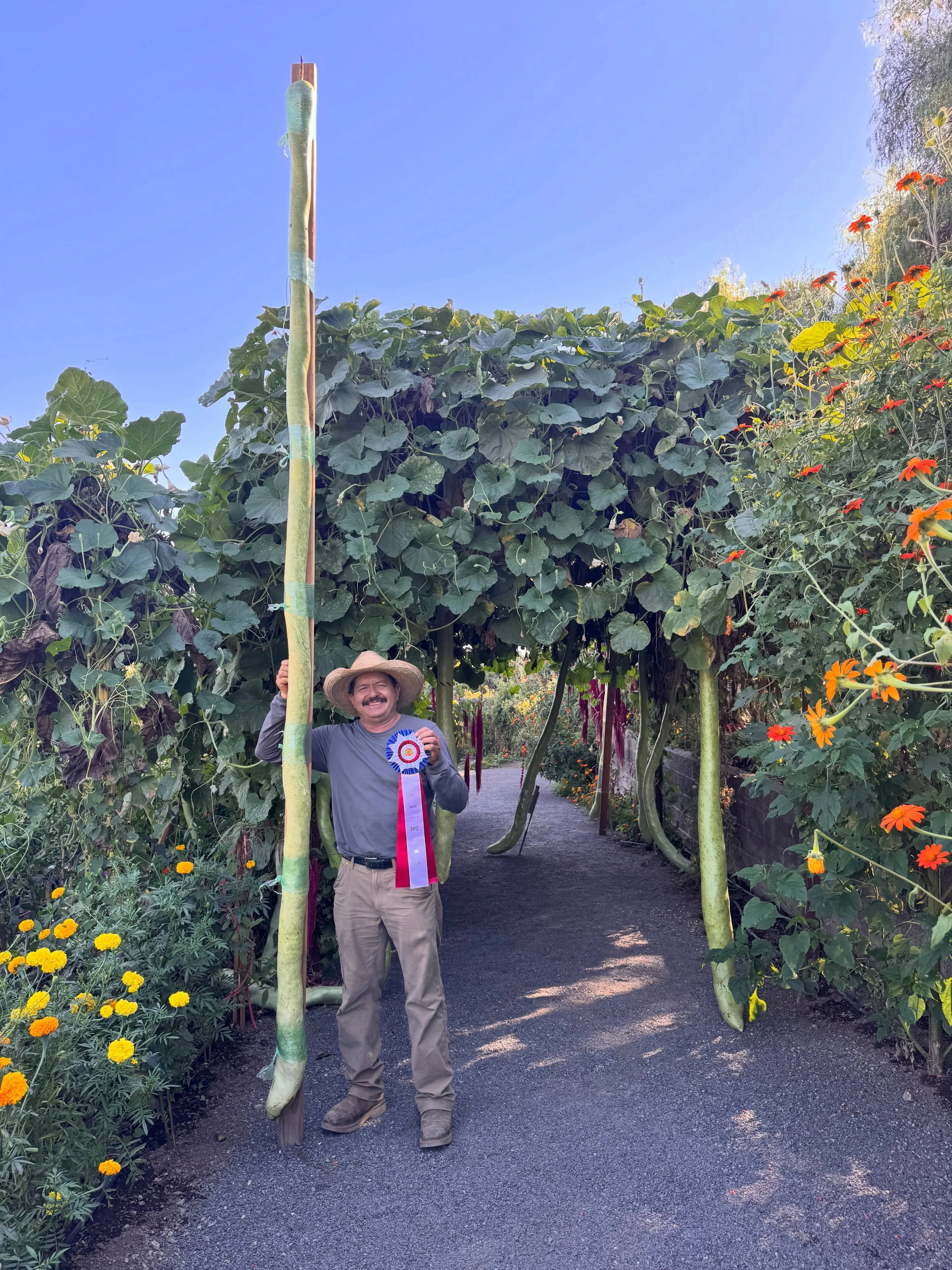 Leonardo does it again! 🏆🌱 We have a new California state record holder!

Measuring an incredible 147 inches (over 12 feet!), Leonardo&rsquo;s latest long gourd broke the California state record at the Elk Grove competition and is officially the la