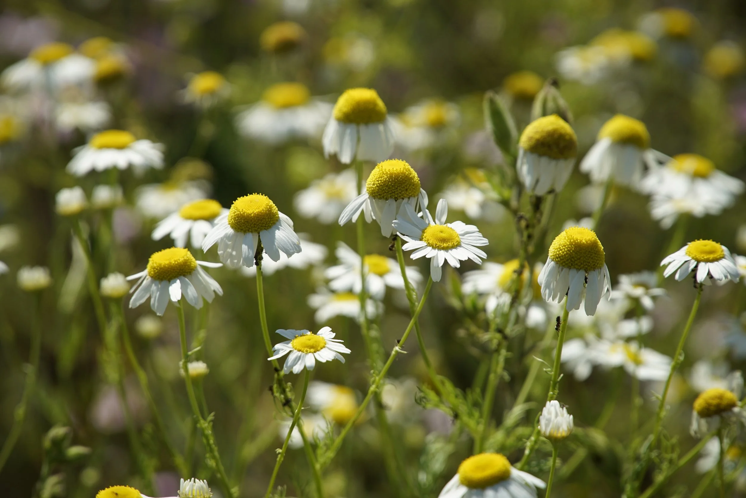 Chamomile Glycerite