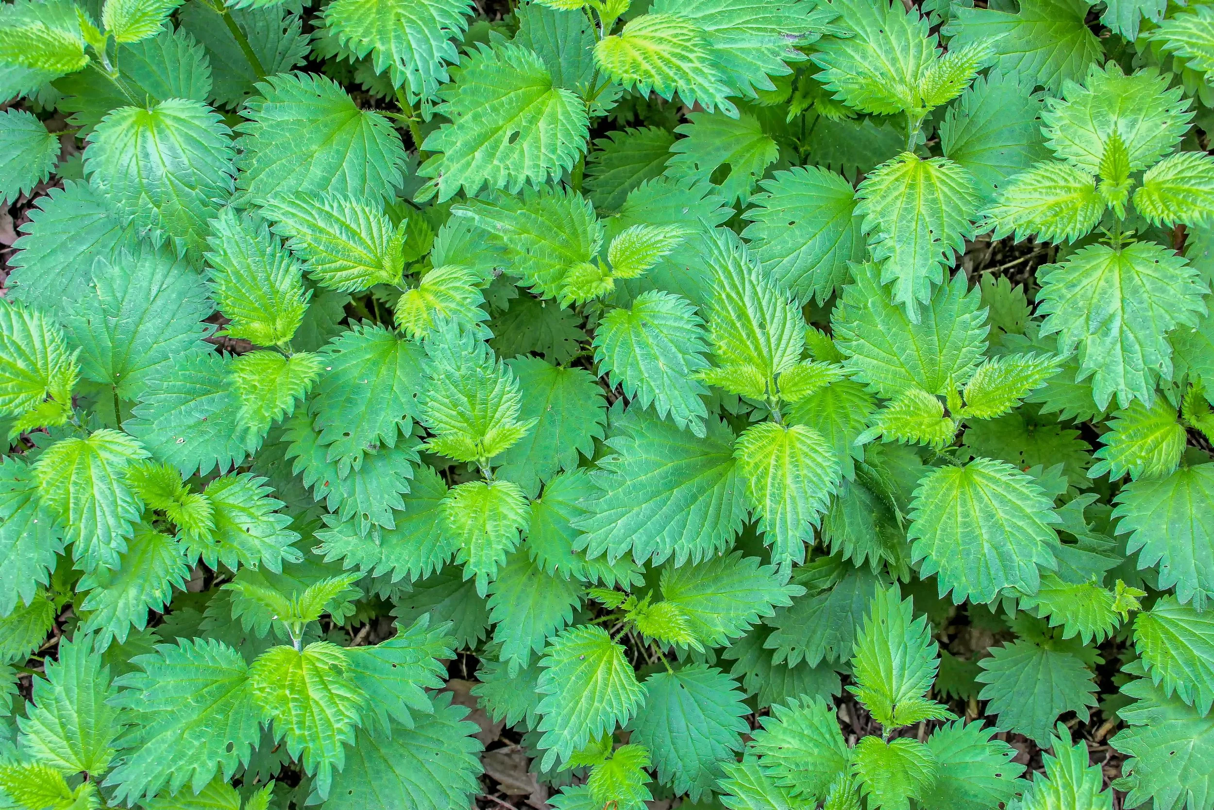 Nettle Leaf Tea
