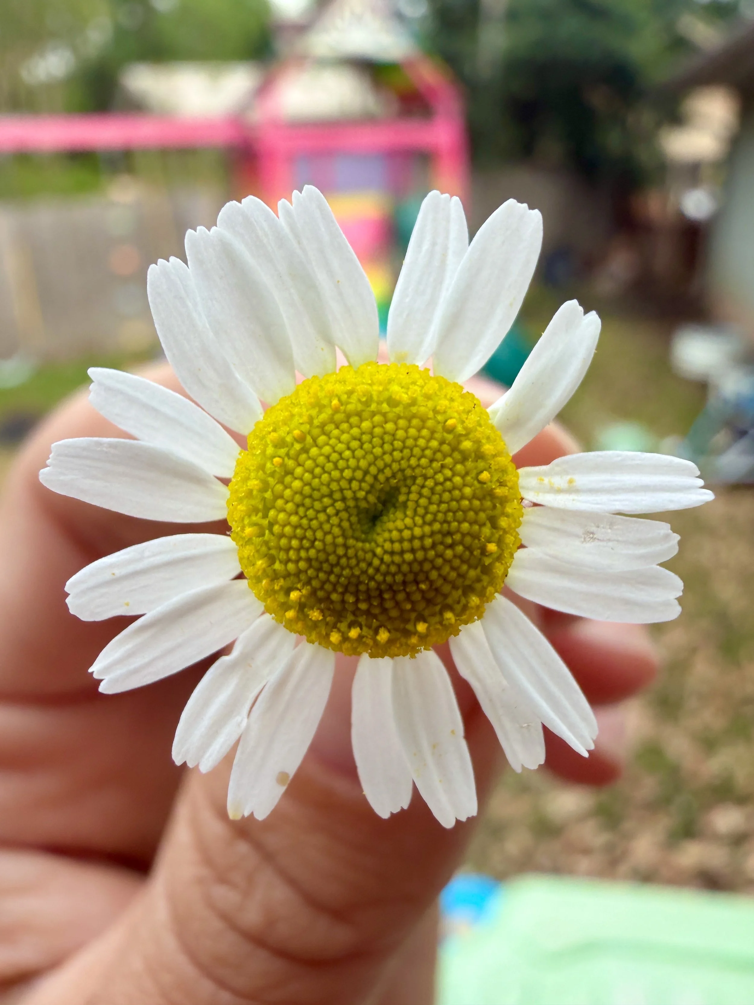 Chamomile