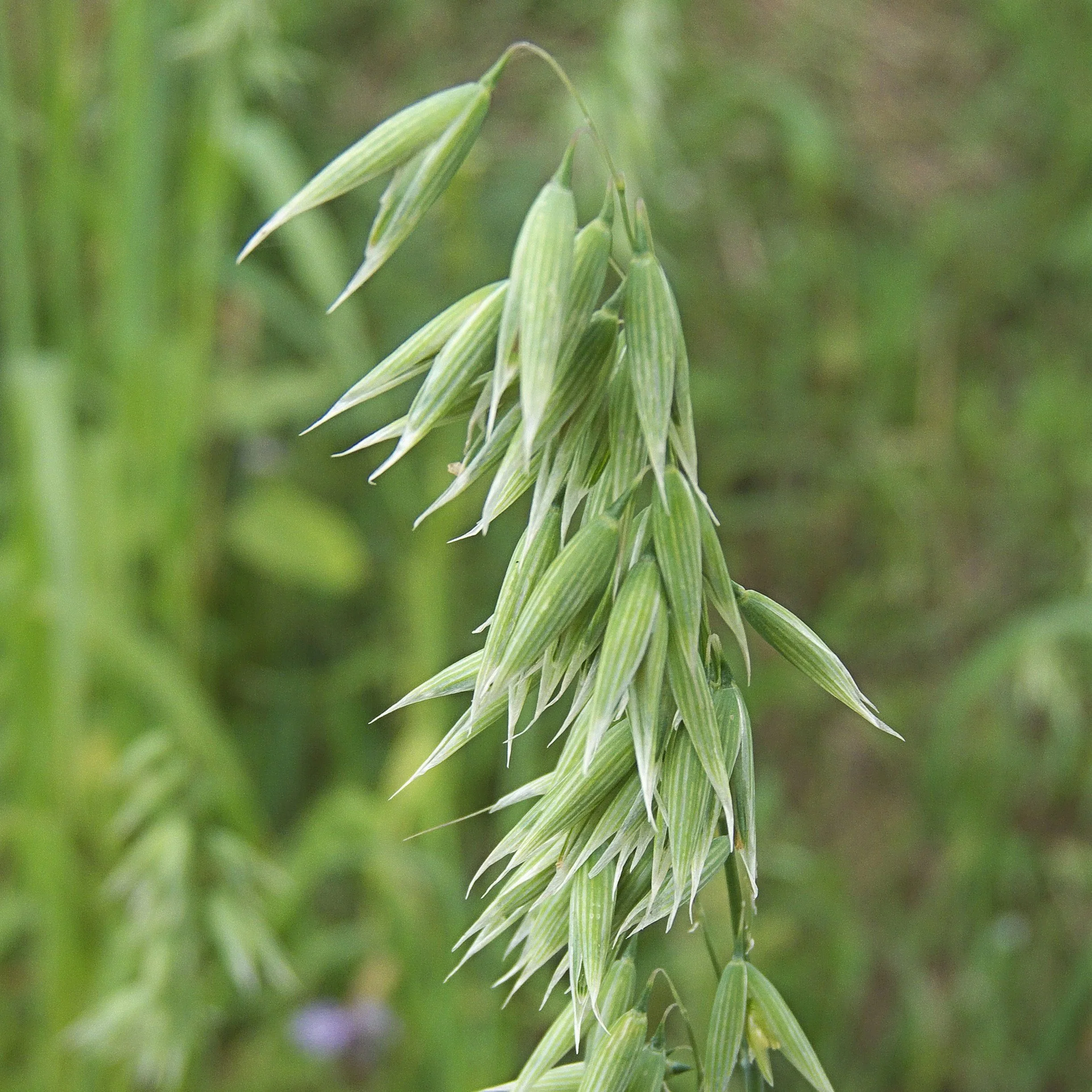 Milky Oats