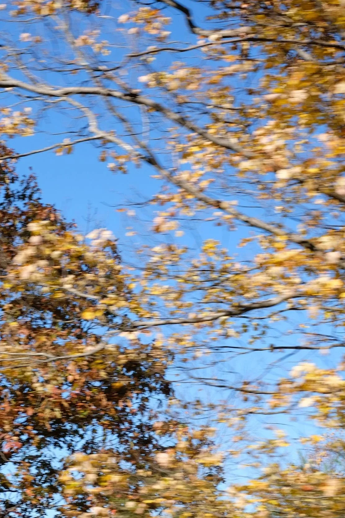 Blurry image of tree branches with yellow and brown leaves against a blue sky.