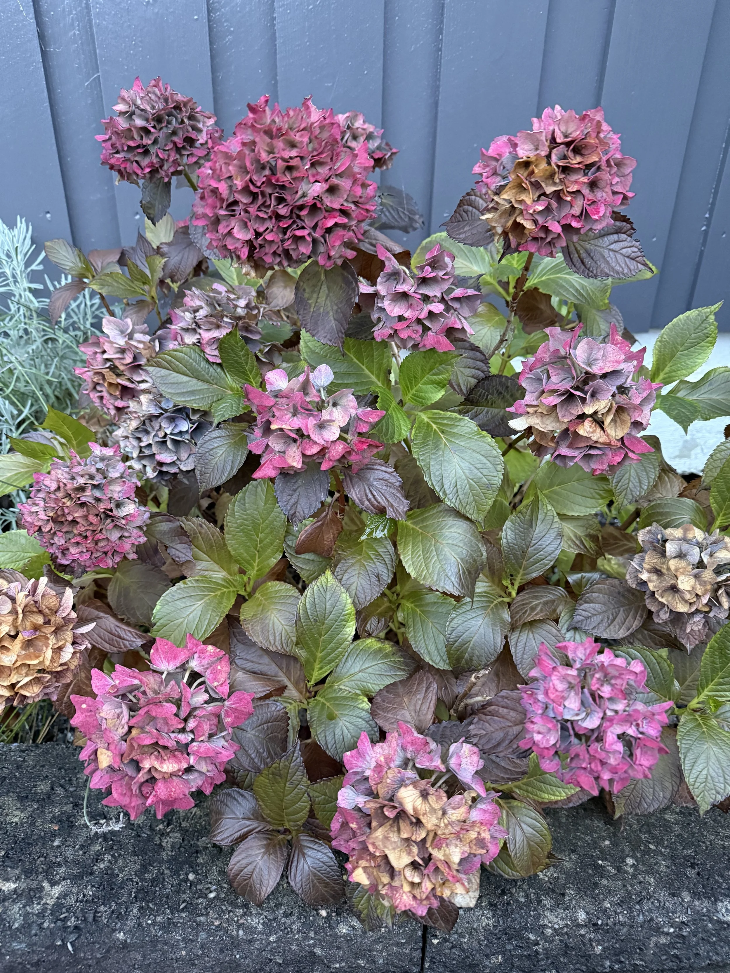 Hortensia