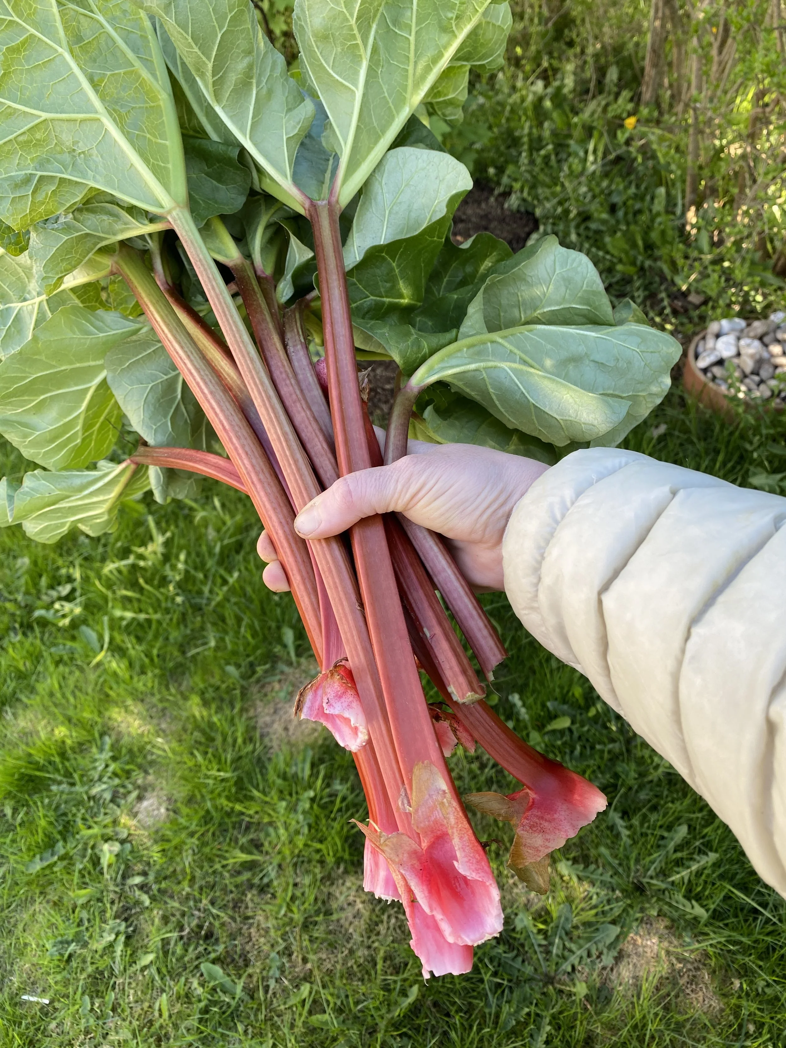 Rabarbra