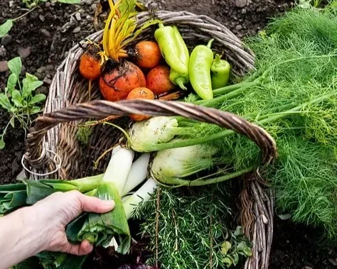ballymoe-vegetables.webp