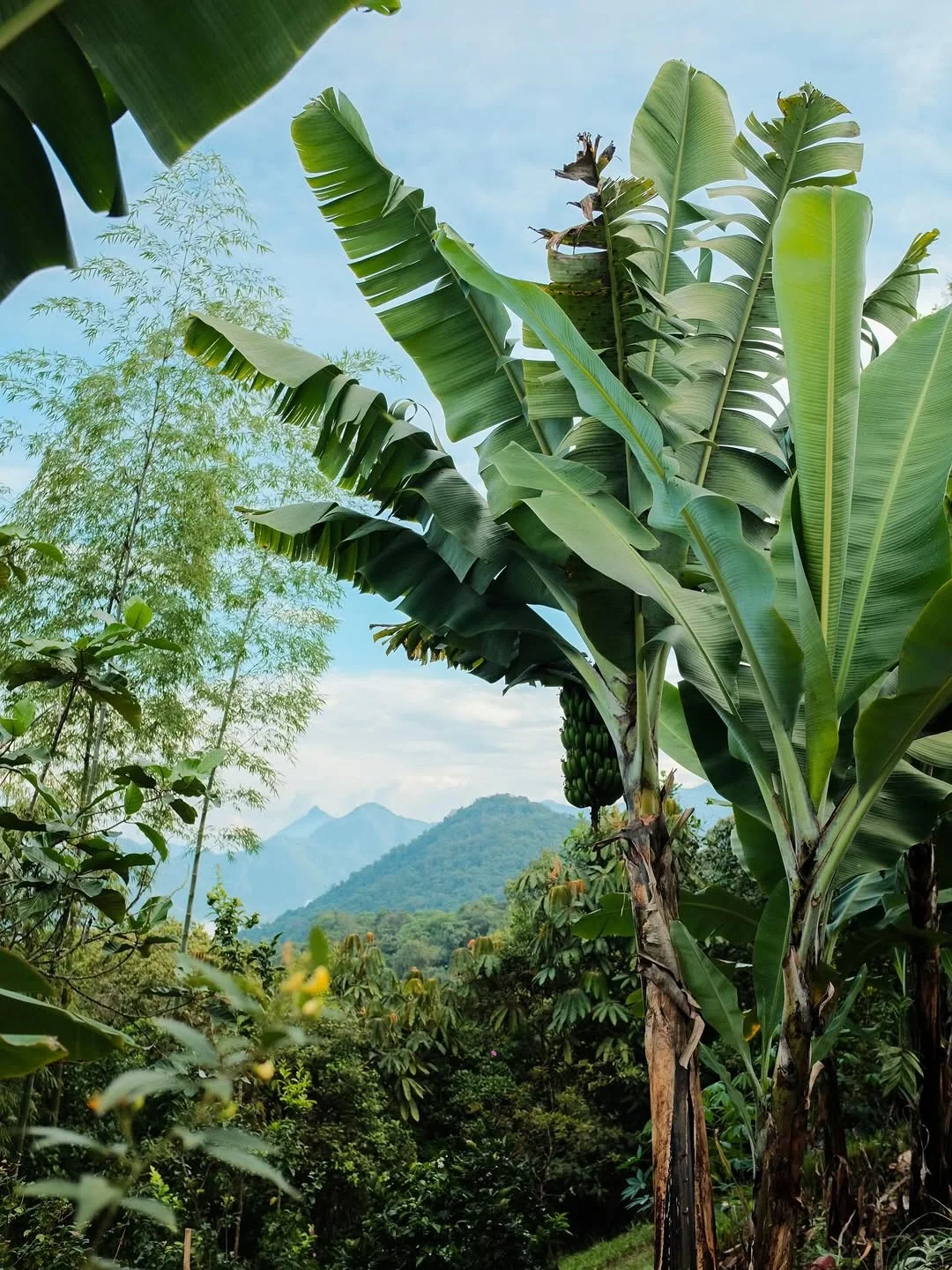 Yoga &amp; Nature Immersion in Costa Rica
