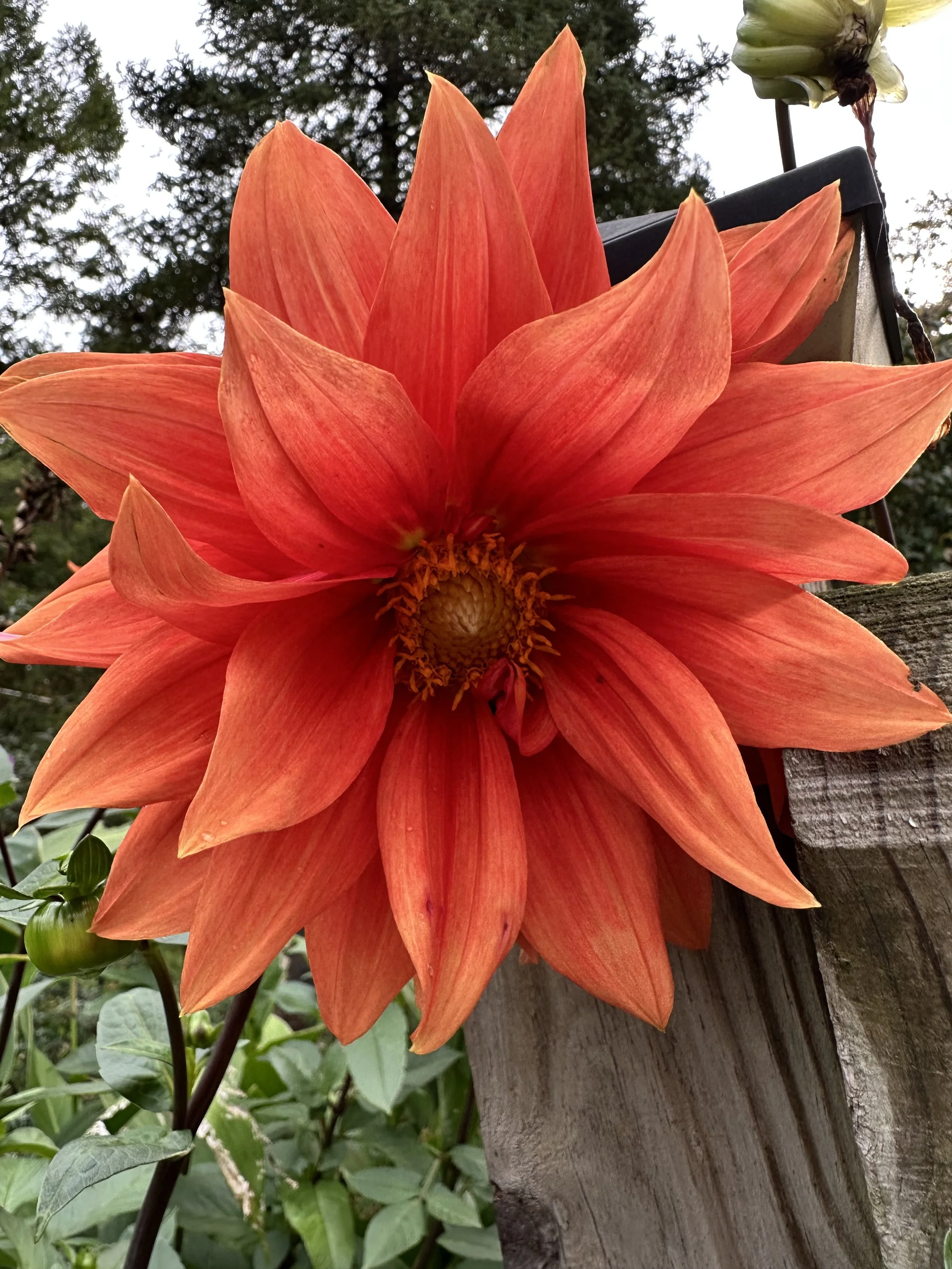 Close-up of an orange dahlia flower with multiple petals, set against a background of greenery and trees, with a part of a weathered wooden fence on the right.