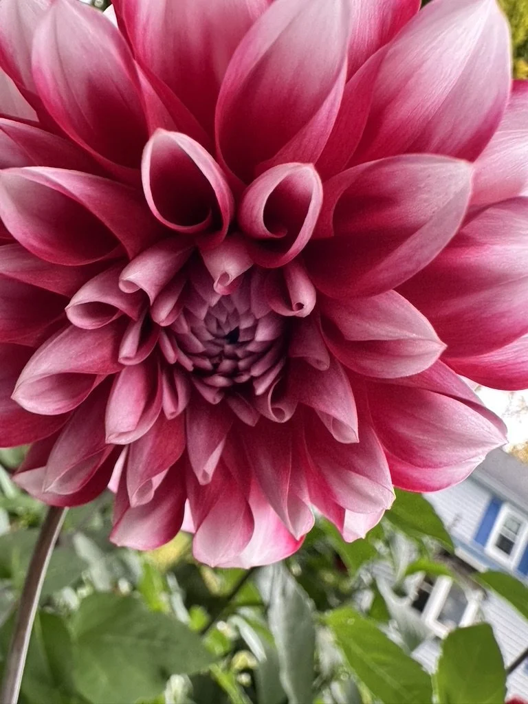 Close-up of a pink dahlia flower with layered petals and green leaves in the background.