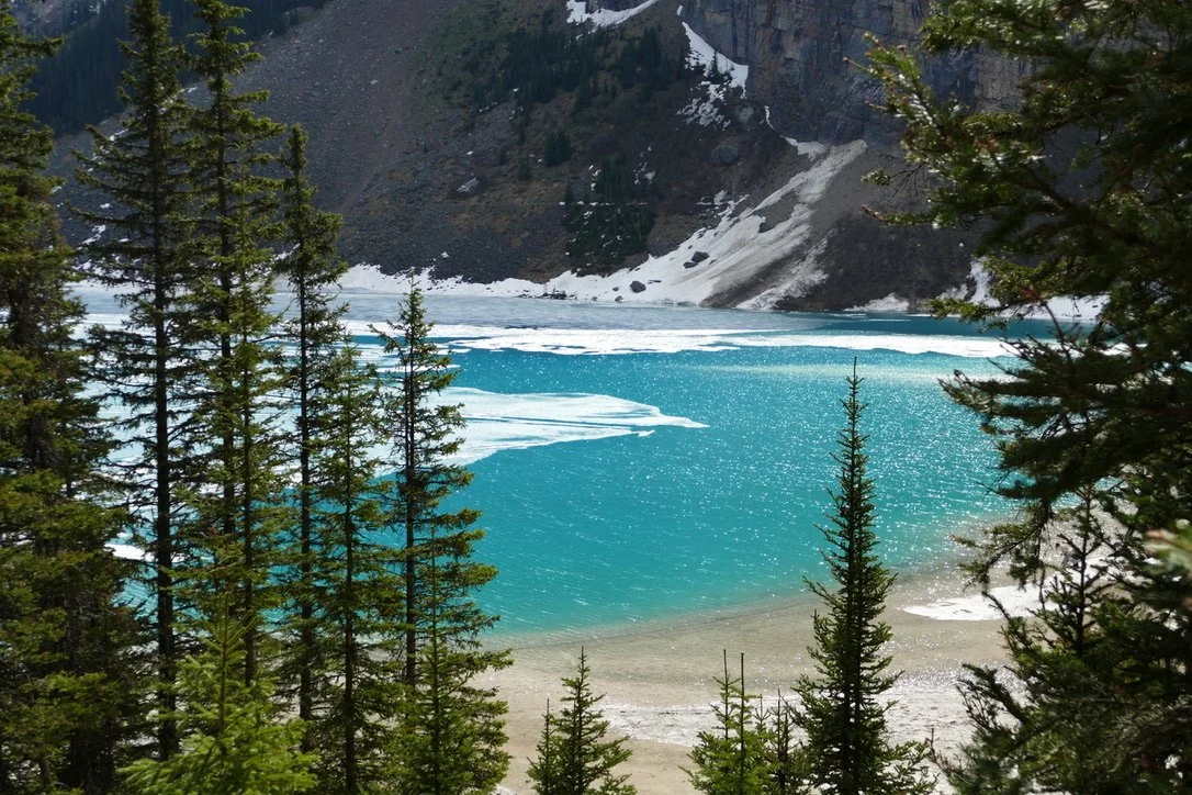 A turquoise lake partially frozen with ice patches, surrounded by tall green pine trees and snow-capped mountains in the background.