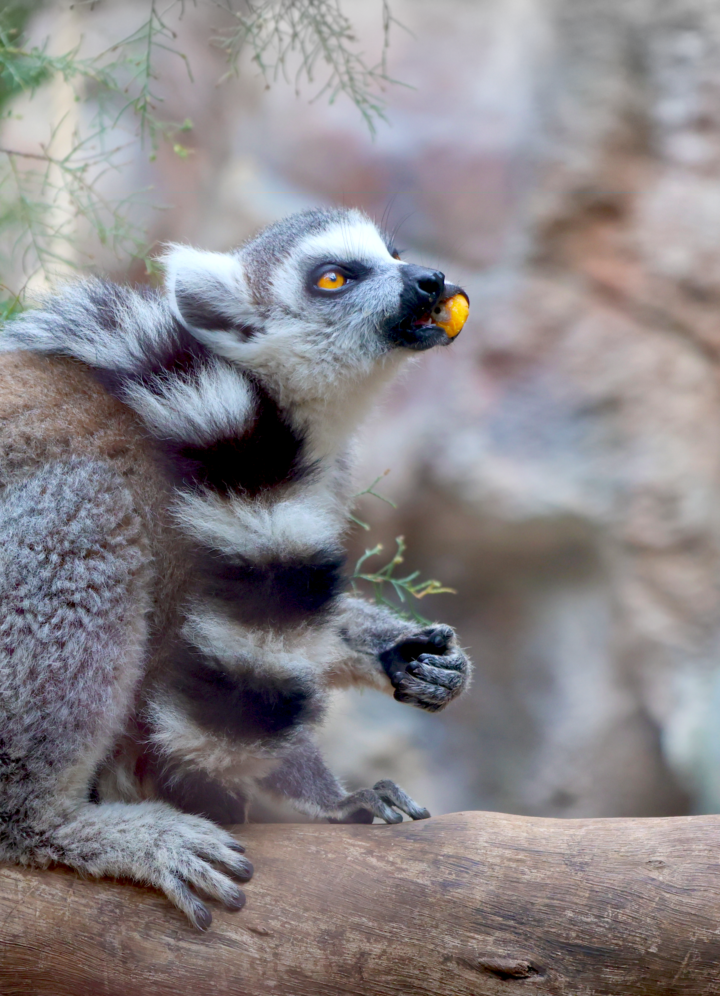 A baby lemur with yellow eyes and black and white fur is sitting on a log, holding a yellow fruit in its mouth. The background is blurred with natural colors.