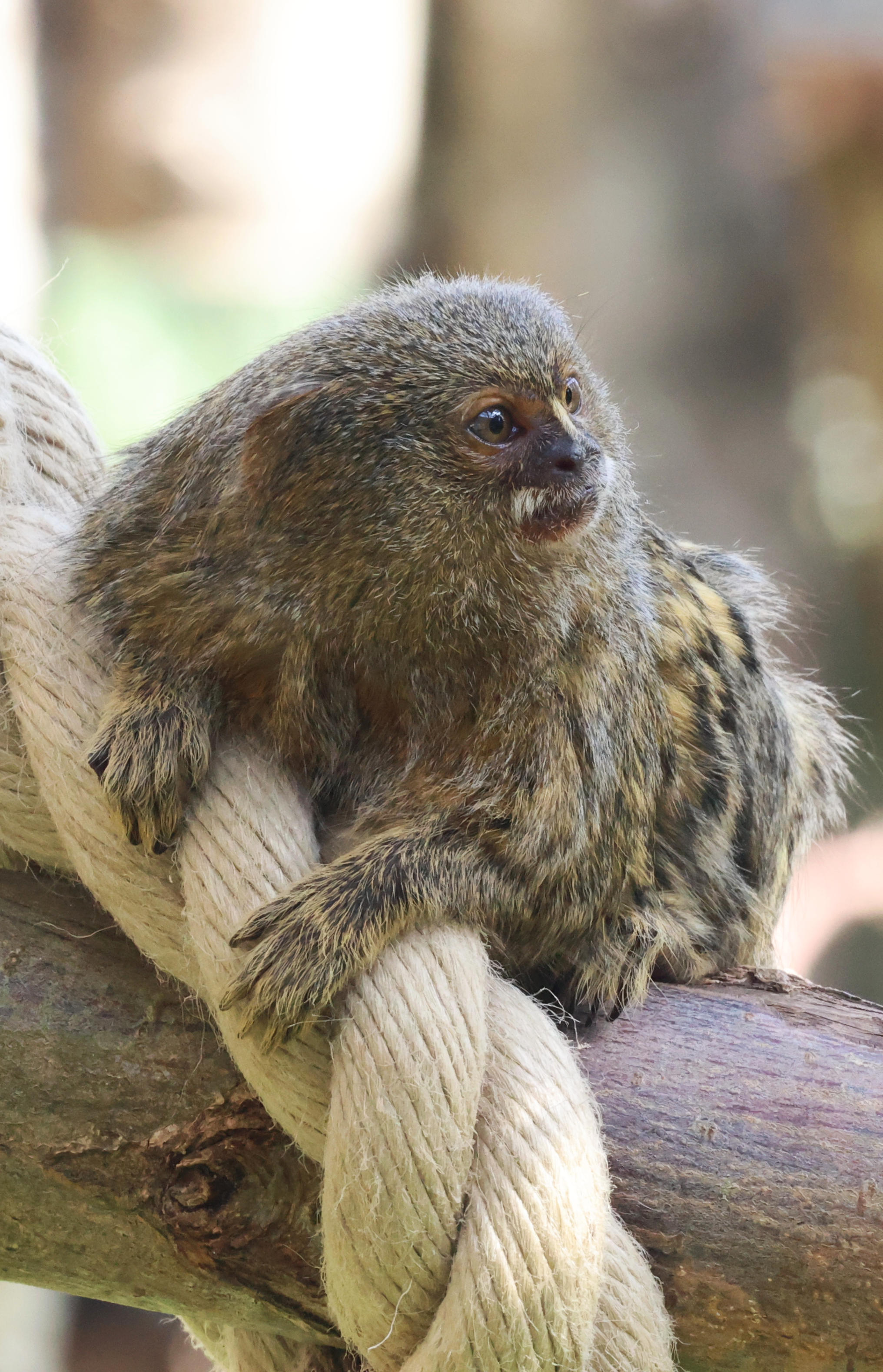 Close-up of a small monkey with brown fur sitting on a tree branch, holding onto a rope.