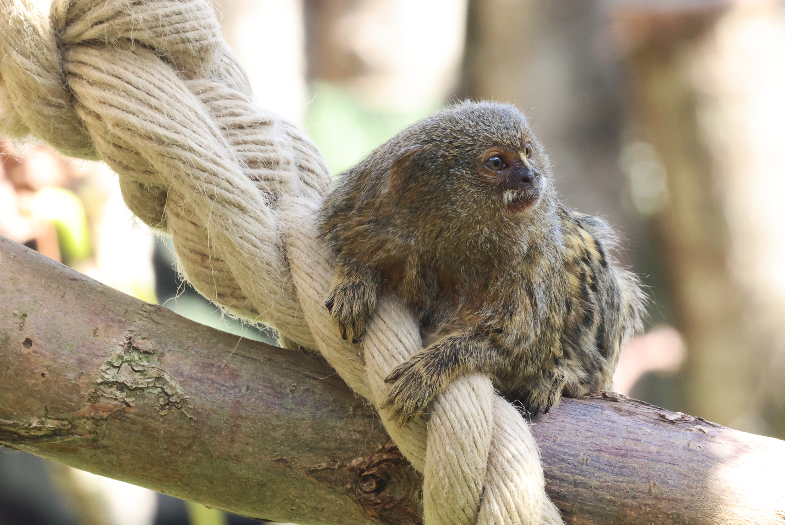 Small primate with brown fur sitting on a tree branch, looking to the side in a forest setting.