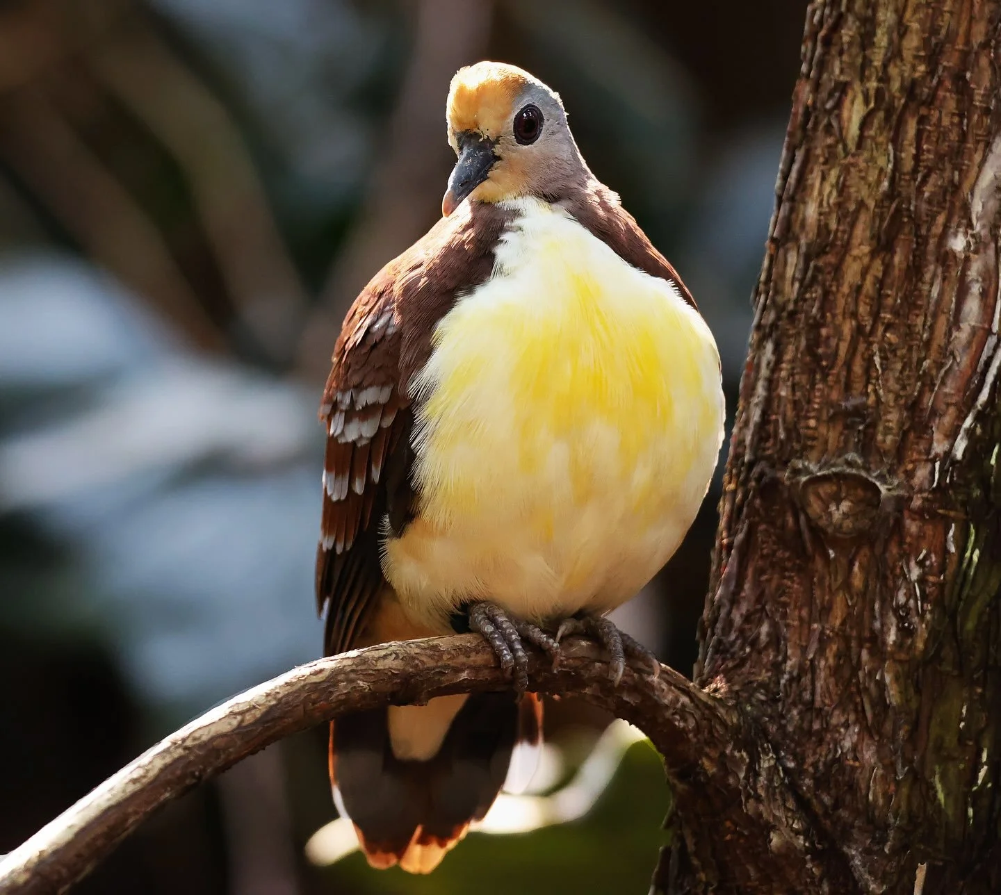 A bird with brown and white feathers perched on a tree branch.