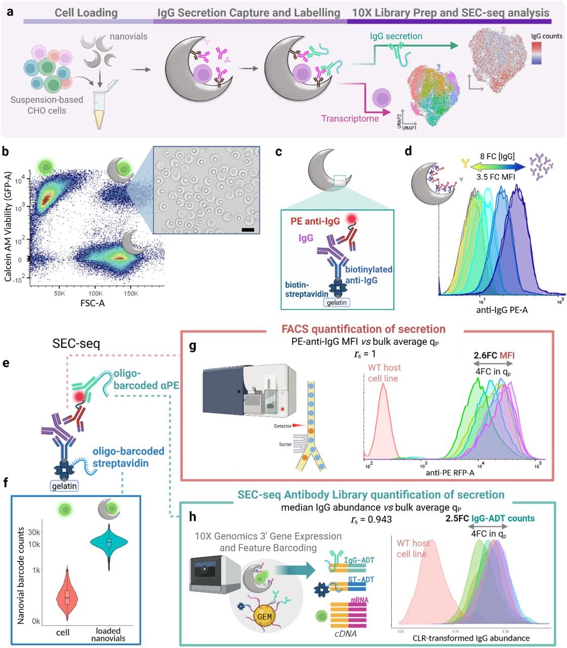 SEC-seq workflow using Nanovials and oligo-barcoded antibodies to simultaneously measure IgG secretion and gene expression in individual CHO cells.