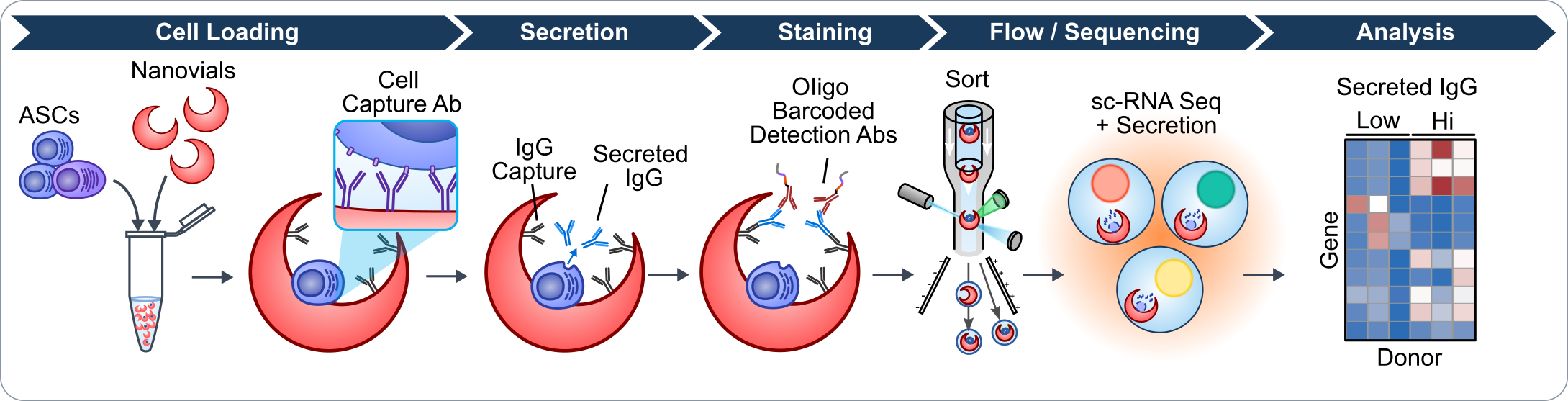 Flowchart depicting a scientific process: cell loading, secretion, staining, flow/sequencing, and analysis, with illustrations of nanovials, antibodies, cells, detection tools, and a heatmap of gene expression.