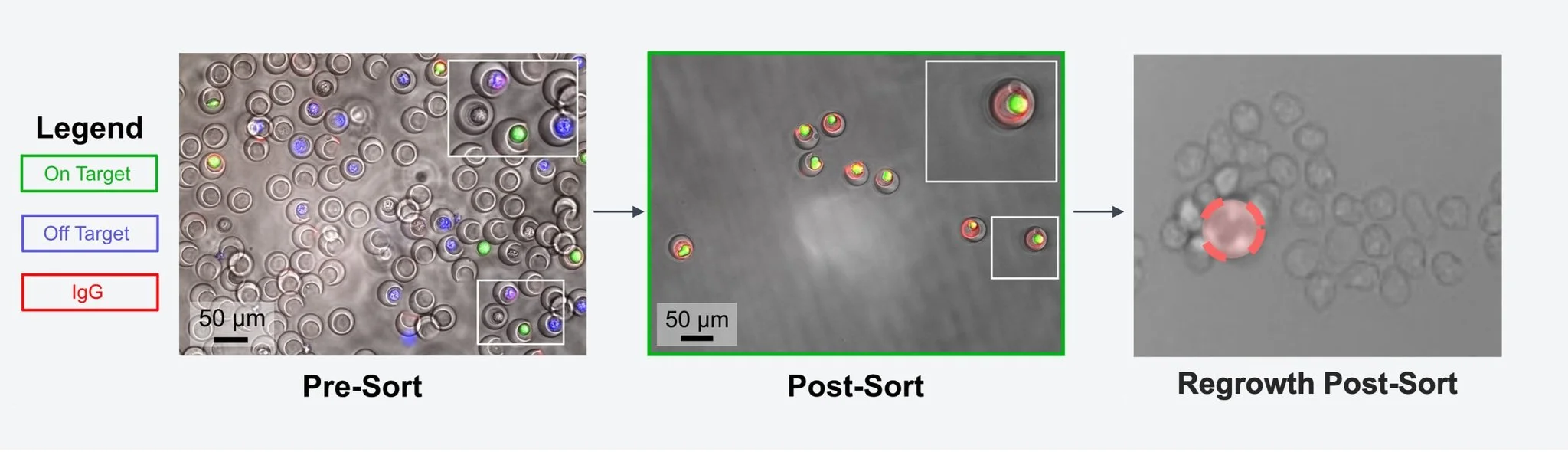 Microscopic image showing pre-sort, post-sort, and regrowth post-sort of Nanovials, with color-coded labels for on target, off target, and IgG, and scale bars indicating 50 micrometers.