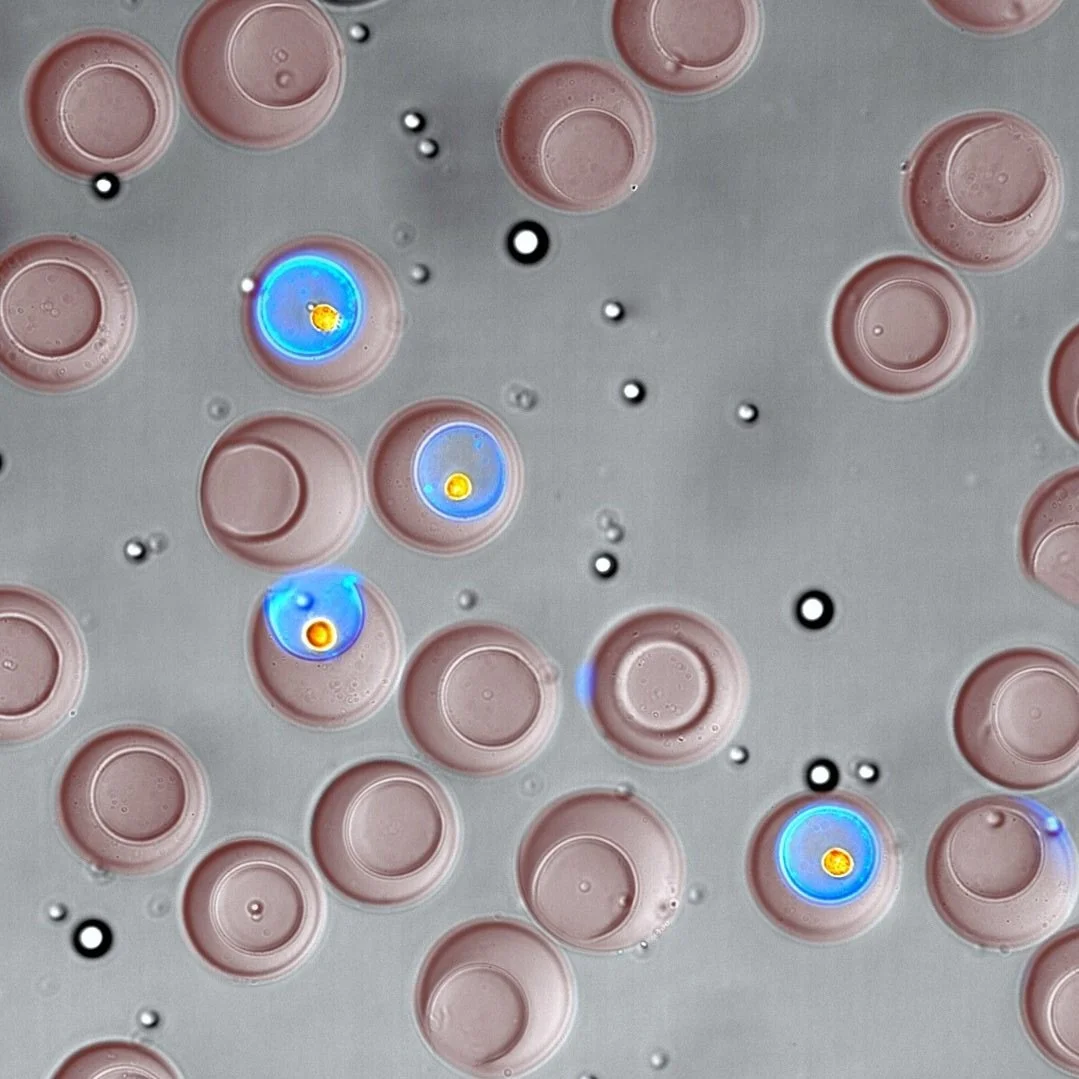 UCLA-Developed Technology Enables Single-Cell Sorting by Function