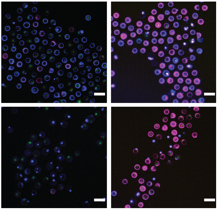 New Preprint: Sorting Single T Cells Based on Secreted Cytokines and Surface Markers