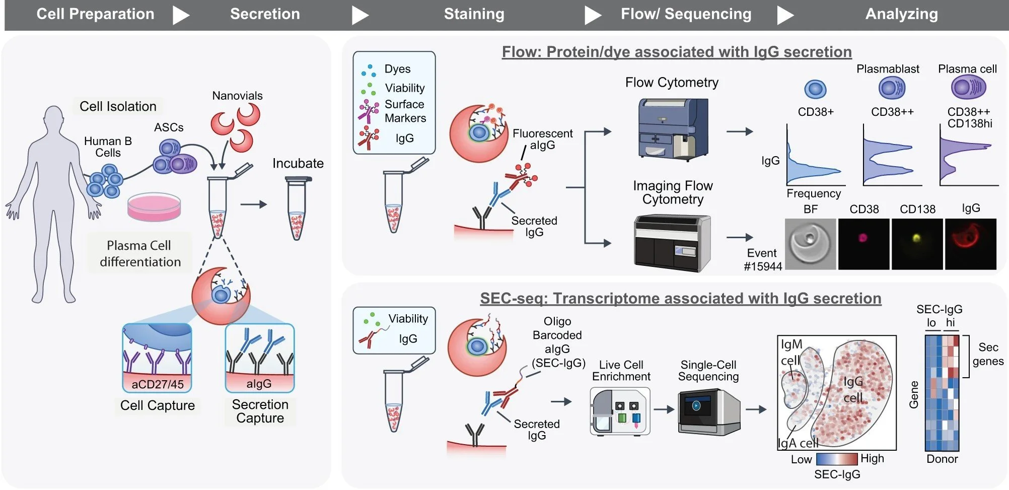 Schematic of workflow to link IgG secretion to surface markers and transcriptomes at the single-cell level.