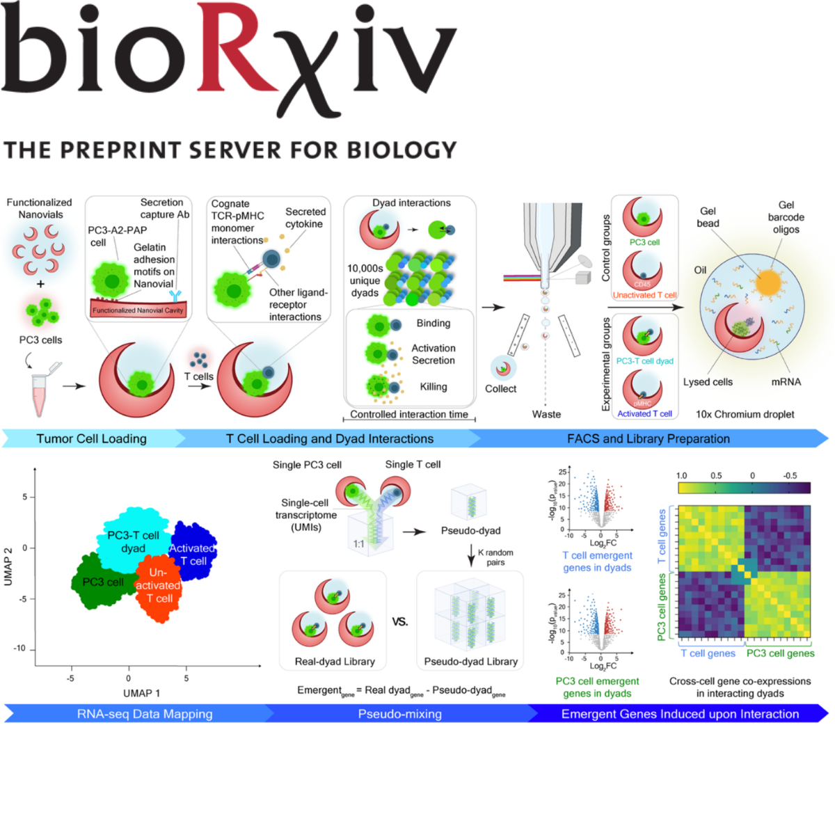 Systematic mapping of emergent transcriptional states in interacting single-cell dyads by Cell-Cell-seq
