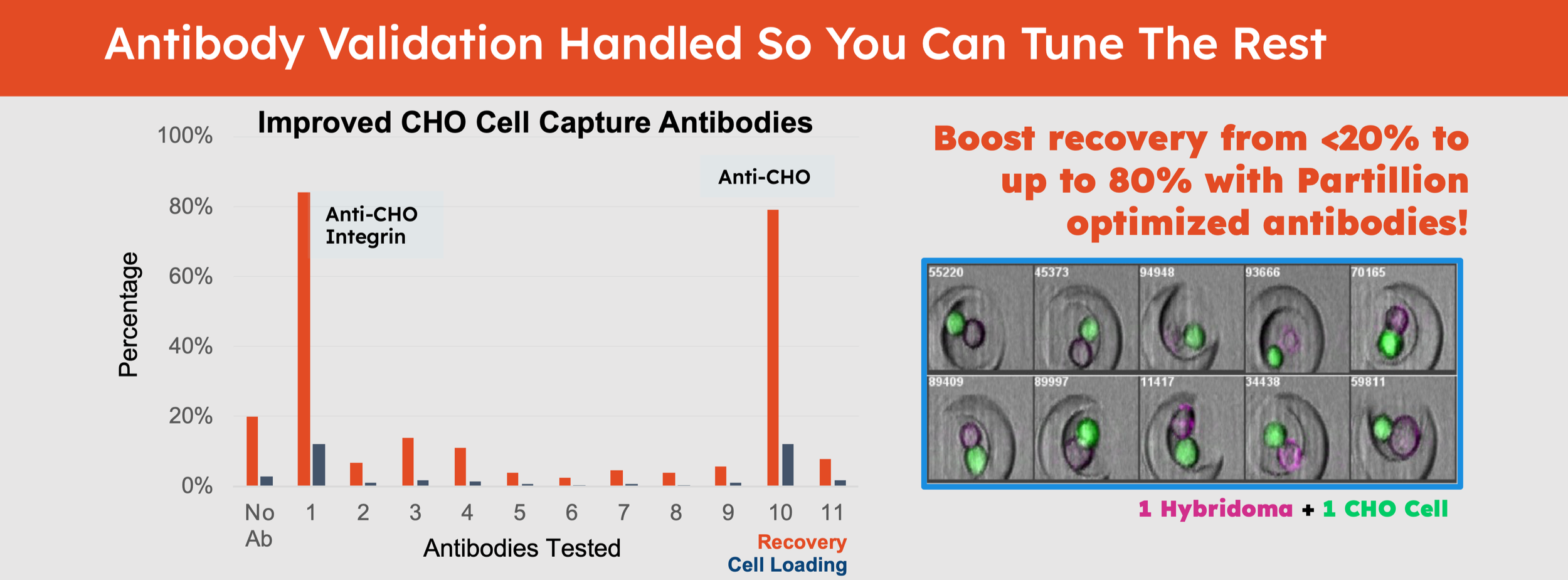 Chart showing improved CHO cell capture antibodies with a comparison of cell recovery rates