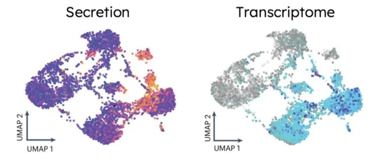 Side-by-side visualization of two maps titled 'Secretion' and 'Transcriptome' showing clusters of data points with UMAP axes and colored differently.
