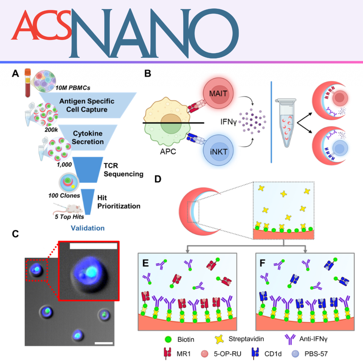 Universal Nanovial Screening Enables Functional Discovery of Metabolite-Reactive T‑Cell Receptors for Cancer Therapy