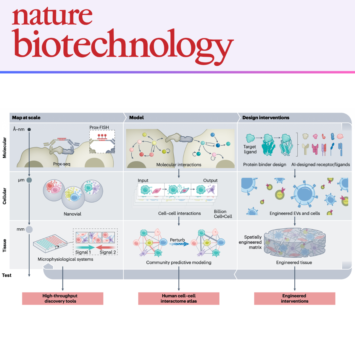 Mapping and engineering the human cell–cell interactome