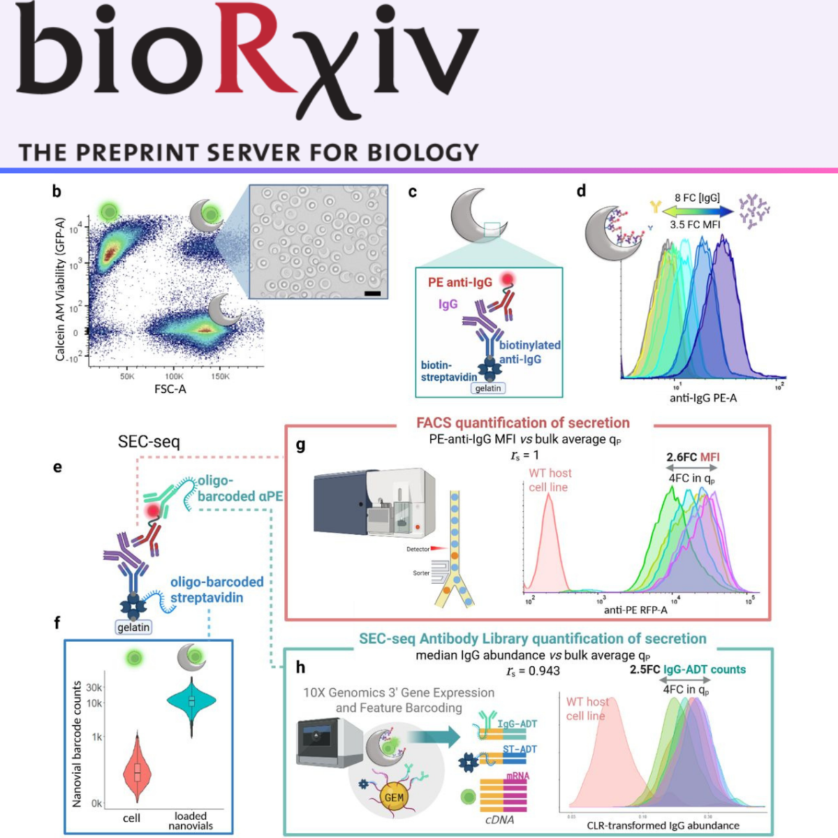 SEC-seq reveals translation-focused metabolic strategies for high IgG productivity in clonal CHO cells