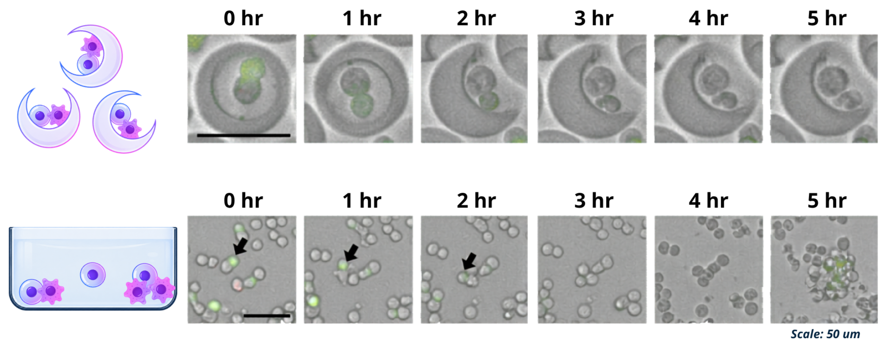 Cells Involed Defined Microenvironments for Cell-Cell Data — Partillion Bioscience ...