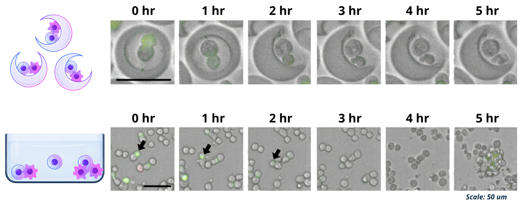 Defined Microenvironments for Cell-Cell Data — Partillion Bioscience ...