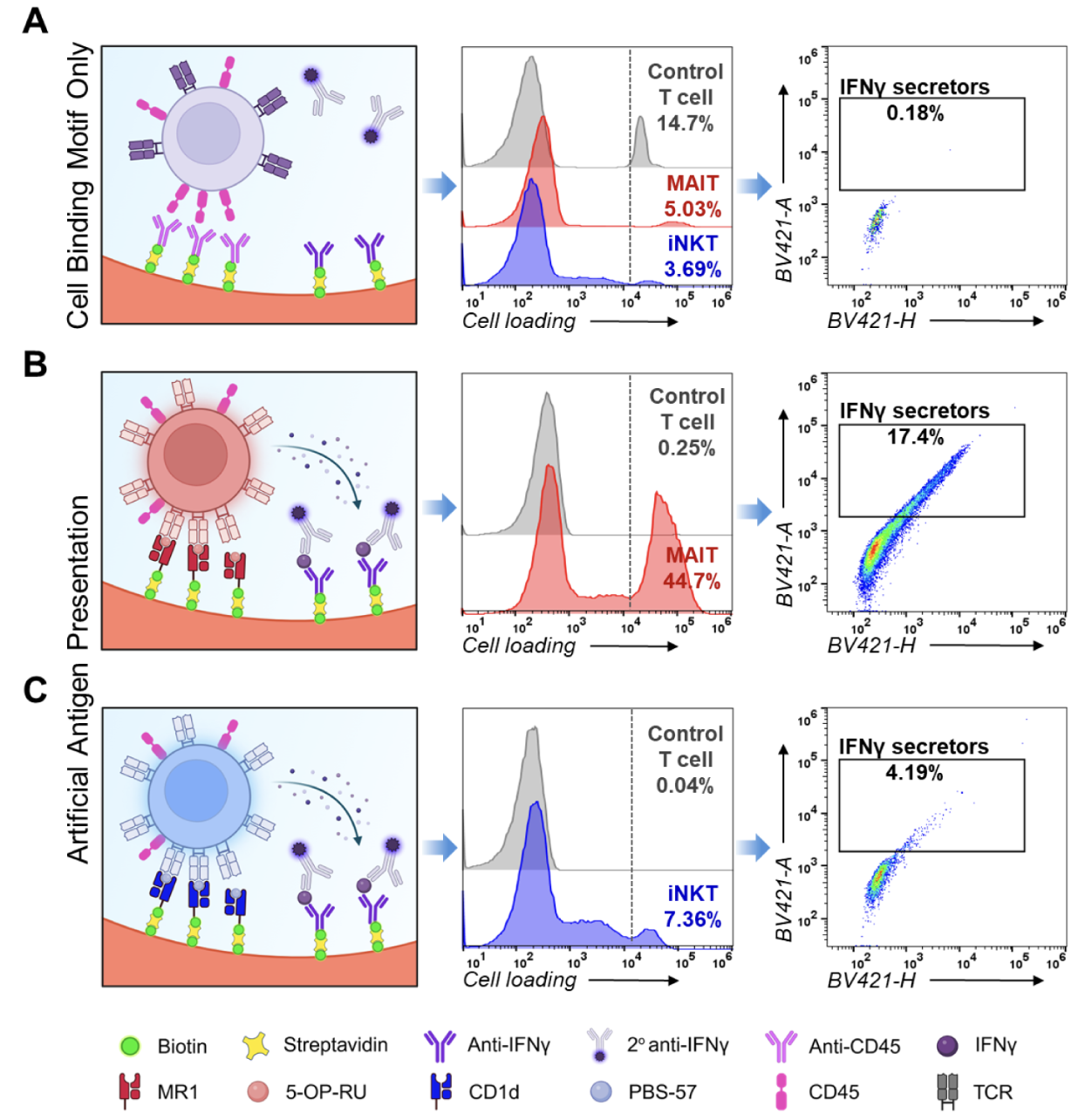 Nanovials functionalized with MR1 or CD1d selectively capture MAIT or iNKT cells, respectively, and reveal increased IFNγ secretion compared with nonspecific anti-CD45 capture.