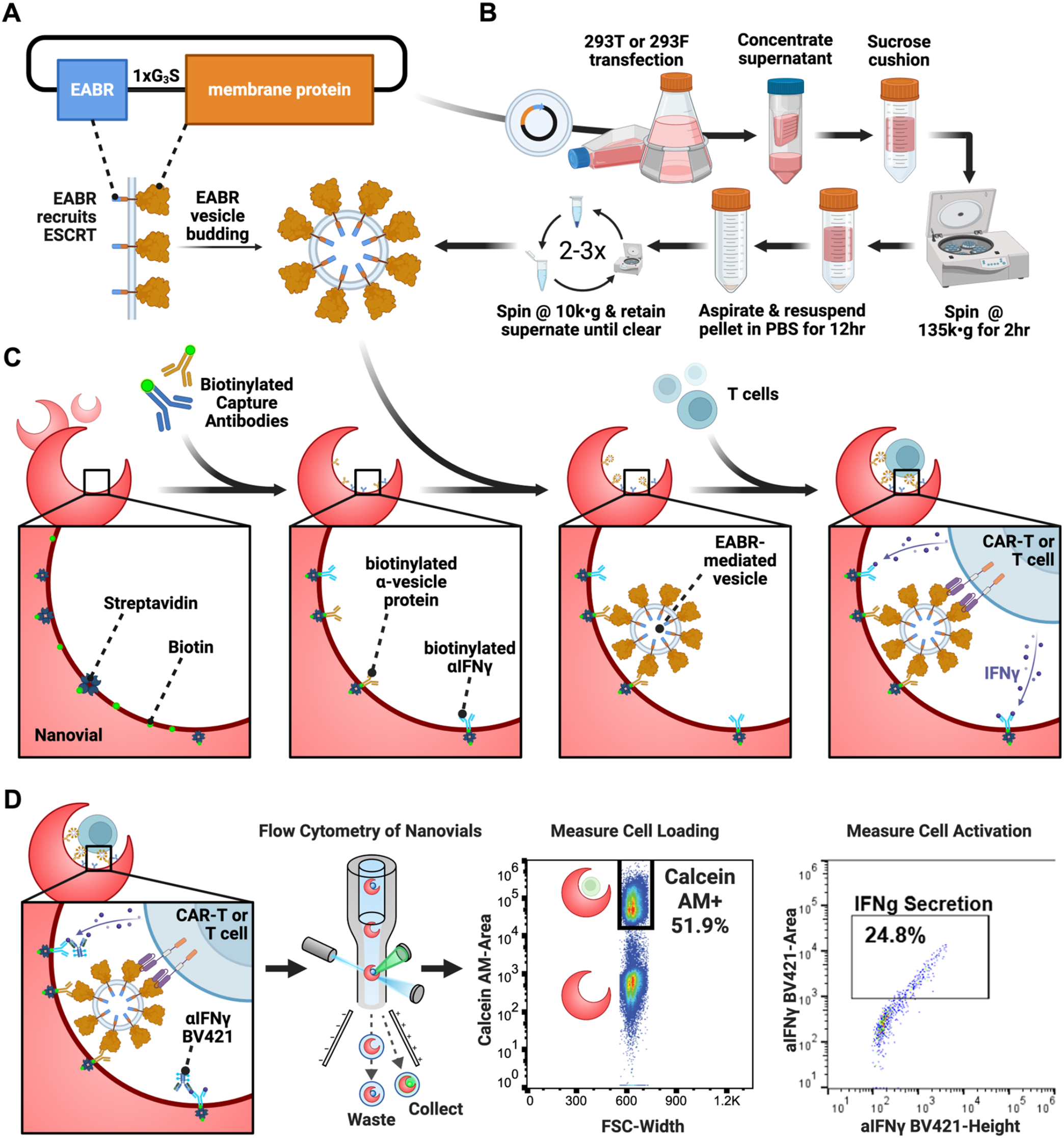 Engineered extracellular vesicles are produced, purified, and immobilized within hydrogel Nanovials to capture and activate individual CAR T cells and measure IFN-γ secretion by flow cytometry.