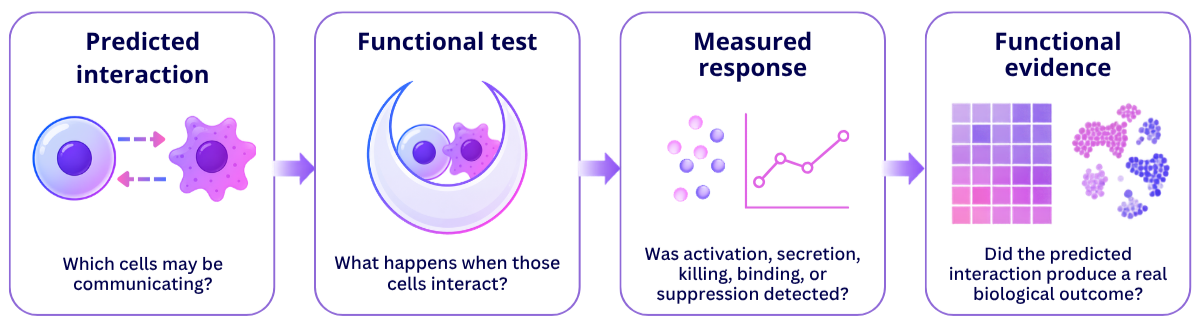 Four-step graphic showing how predicted cell-cell interactions can be tested with functional assays to produce measured responses and functional evidence.