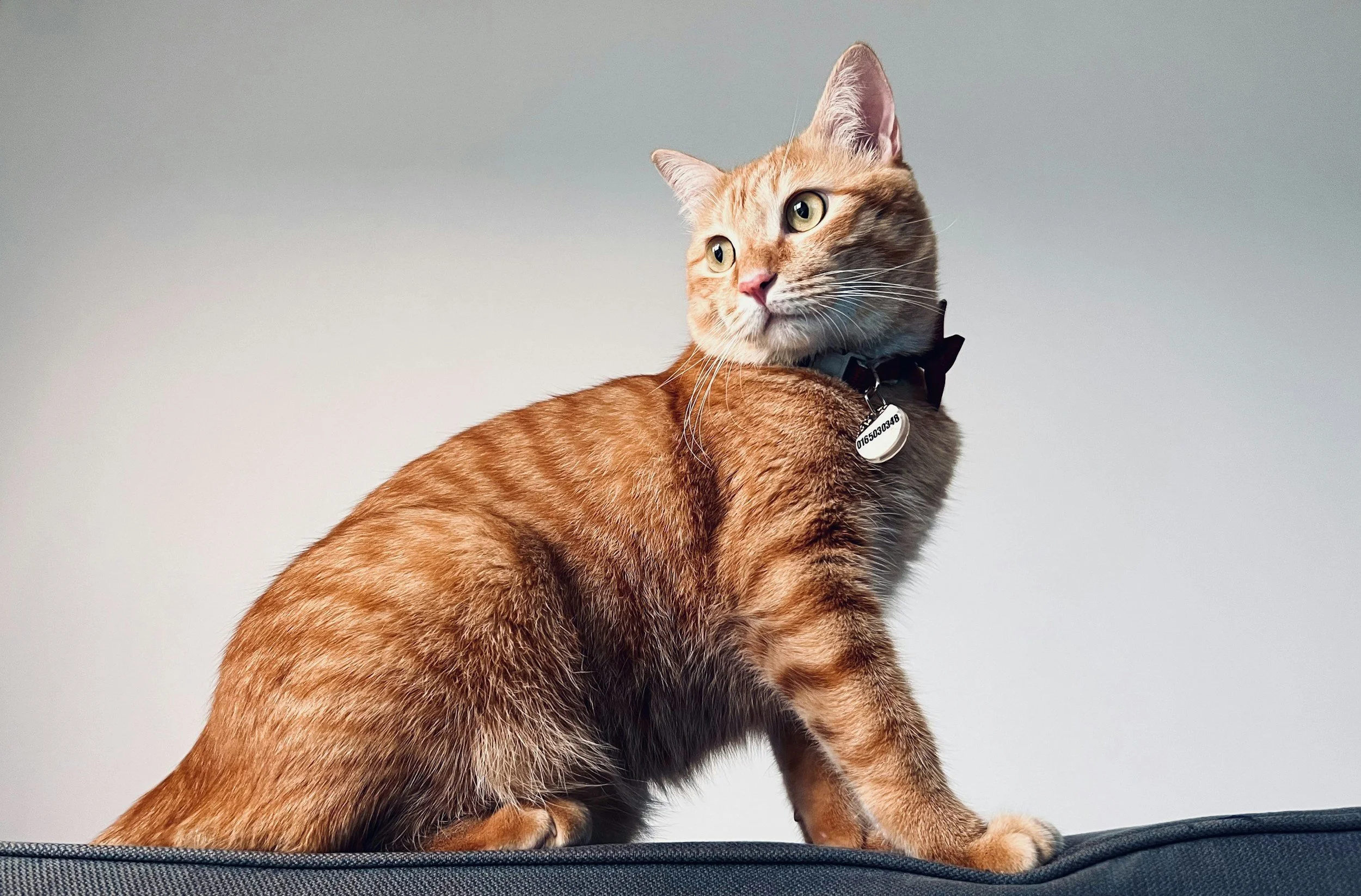 Un chat orange portant un collier avec une médaille, assis sur une surface noire, regardant vers la gauche, avec un fond gris clair.