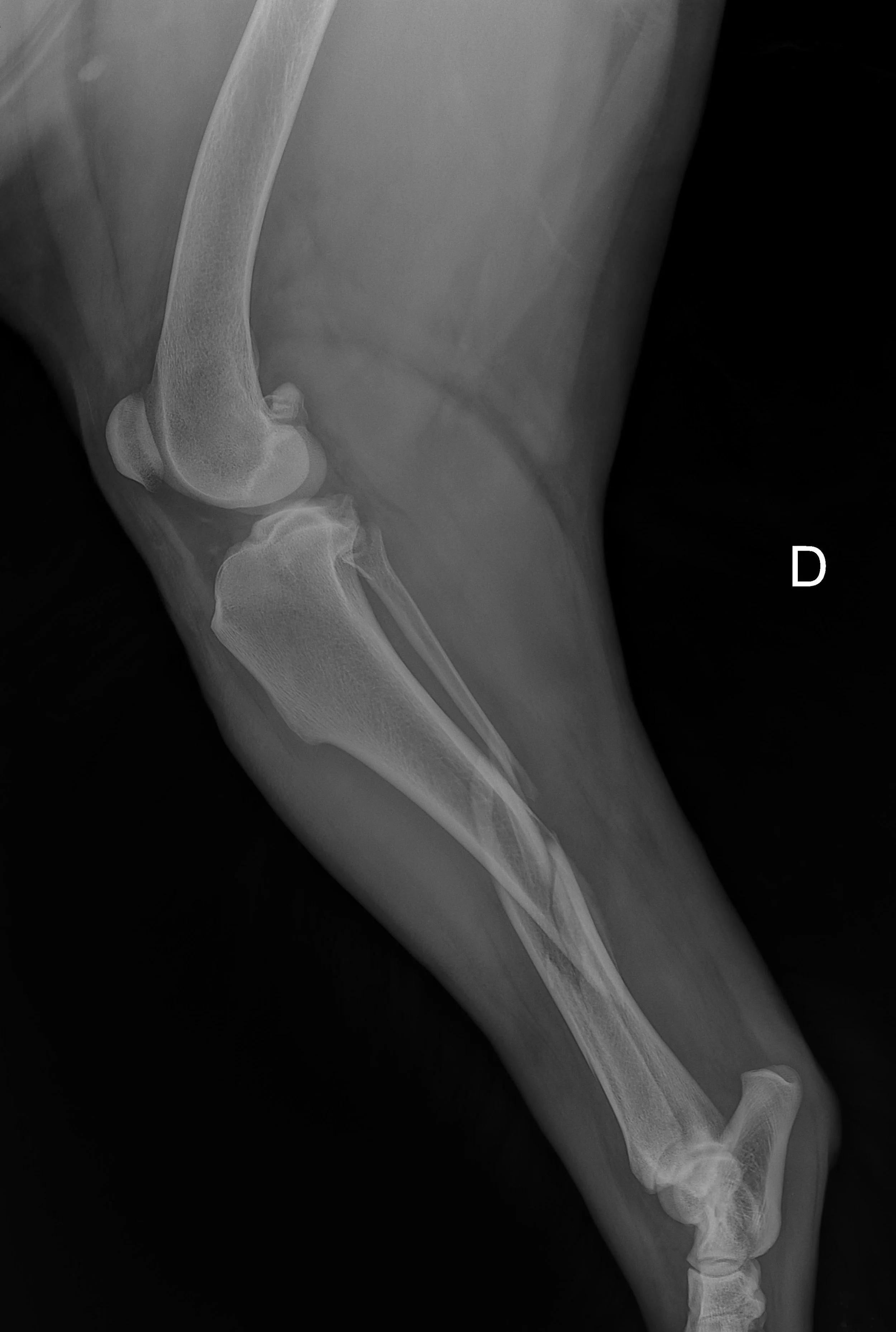 Radiographie d'une patte arrière avec fracture du tibia