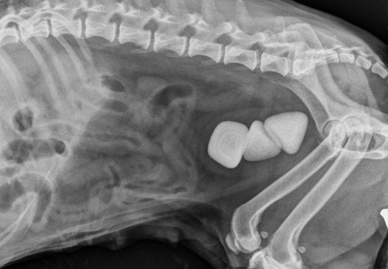 Radiographie abdominale d'un chien montrant 3 gros calculs dans la vessie.