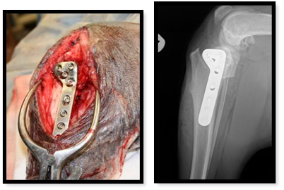 Image intraopératoire et radiographie illustrant une chirurgie de TPLO.