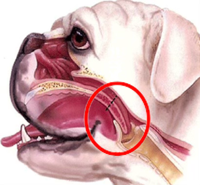 Schéma anatomique d'une bouche de chien montrant la gorge et la cavité buccale.