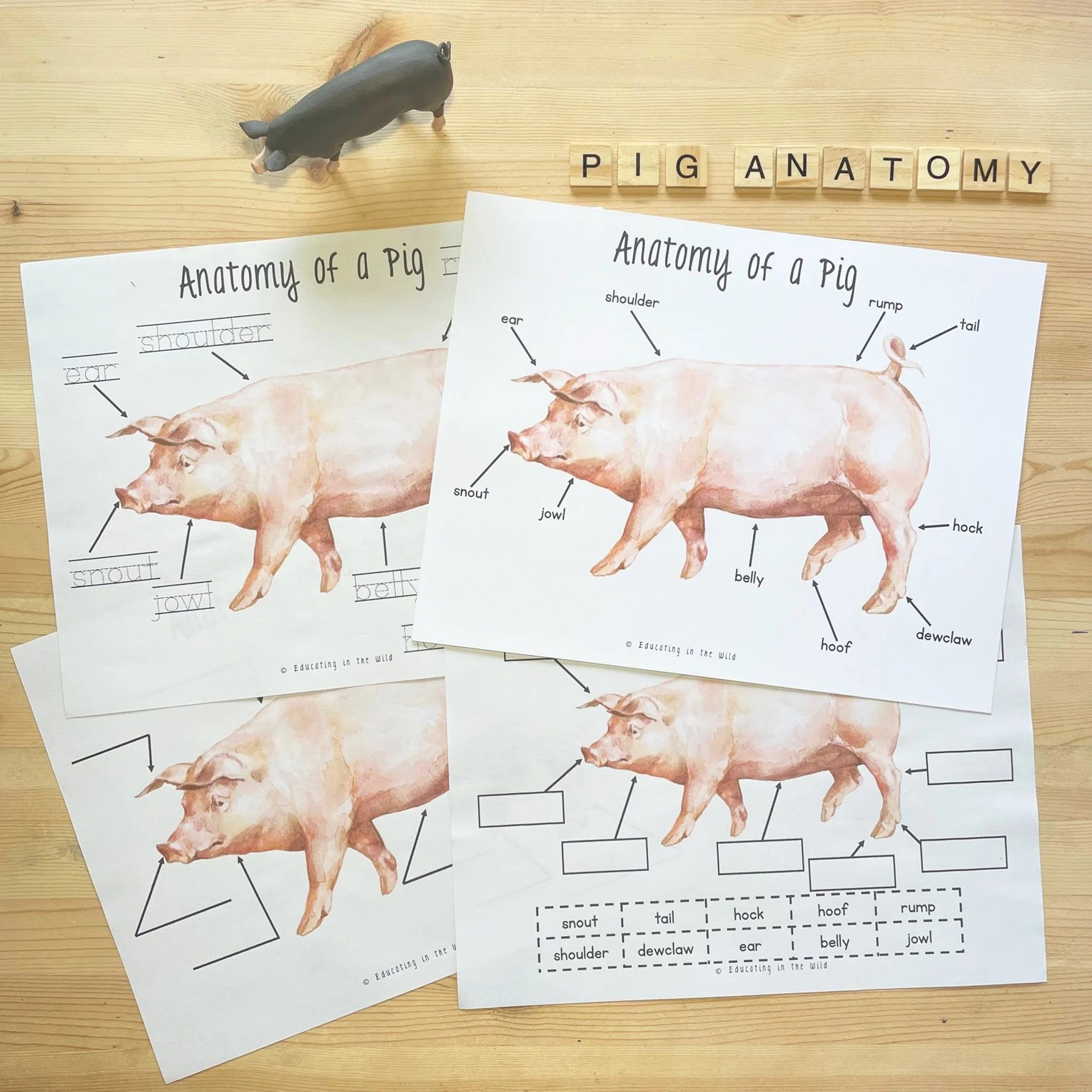 Pig Anatomy.jpg