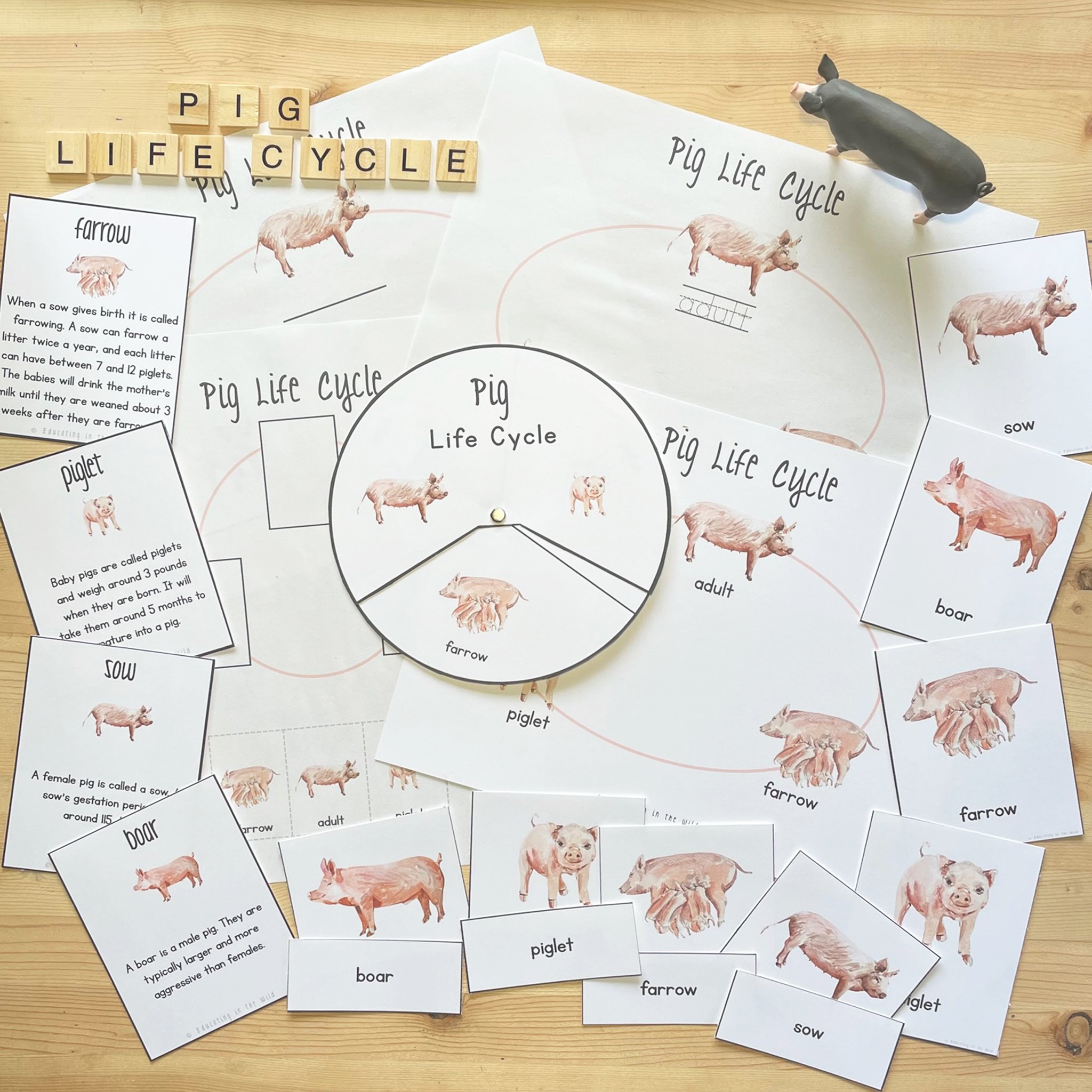 Pig Life Cycle.jpg