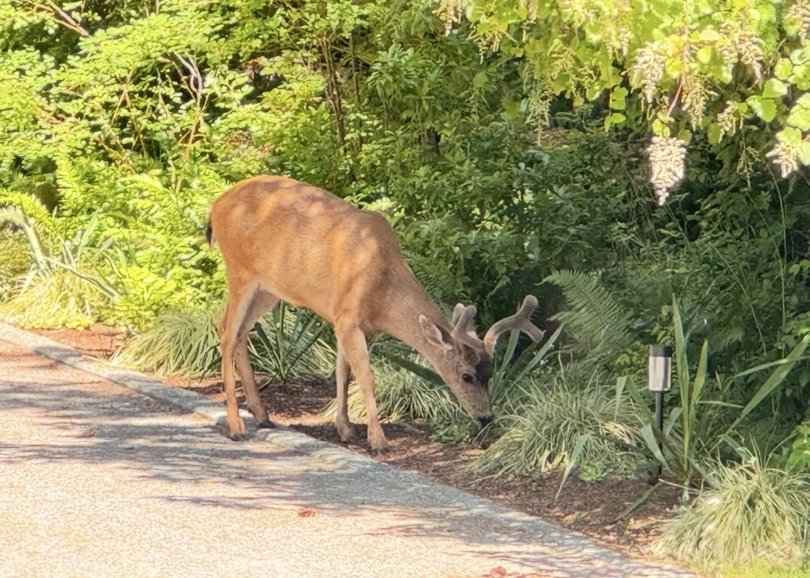 Buck Deer