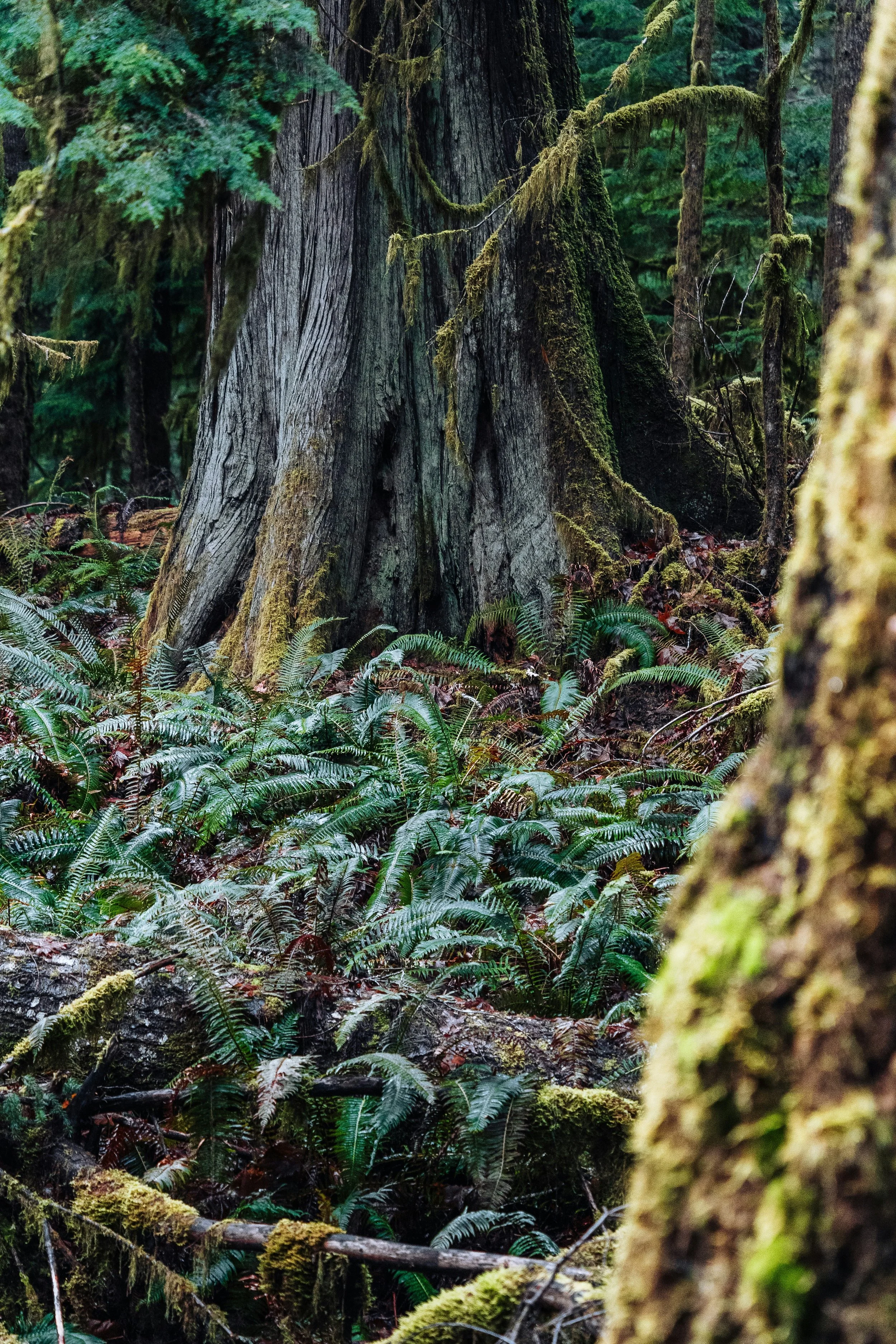 Close-up of a moss-covered tree trunk in a dense forest with ferns filling the foreground.