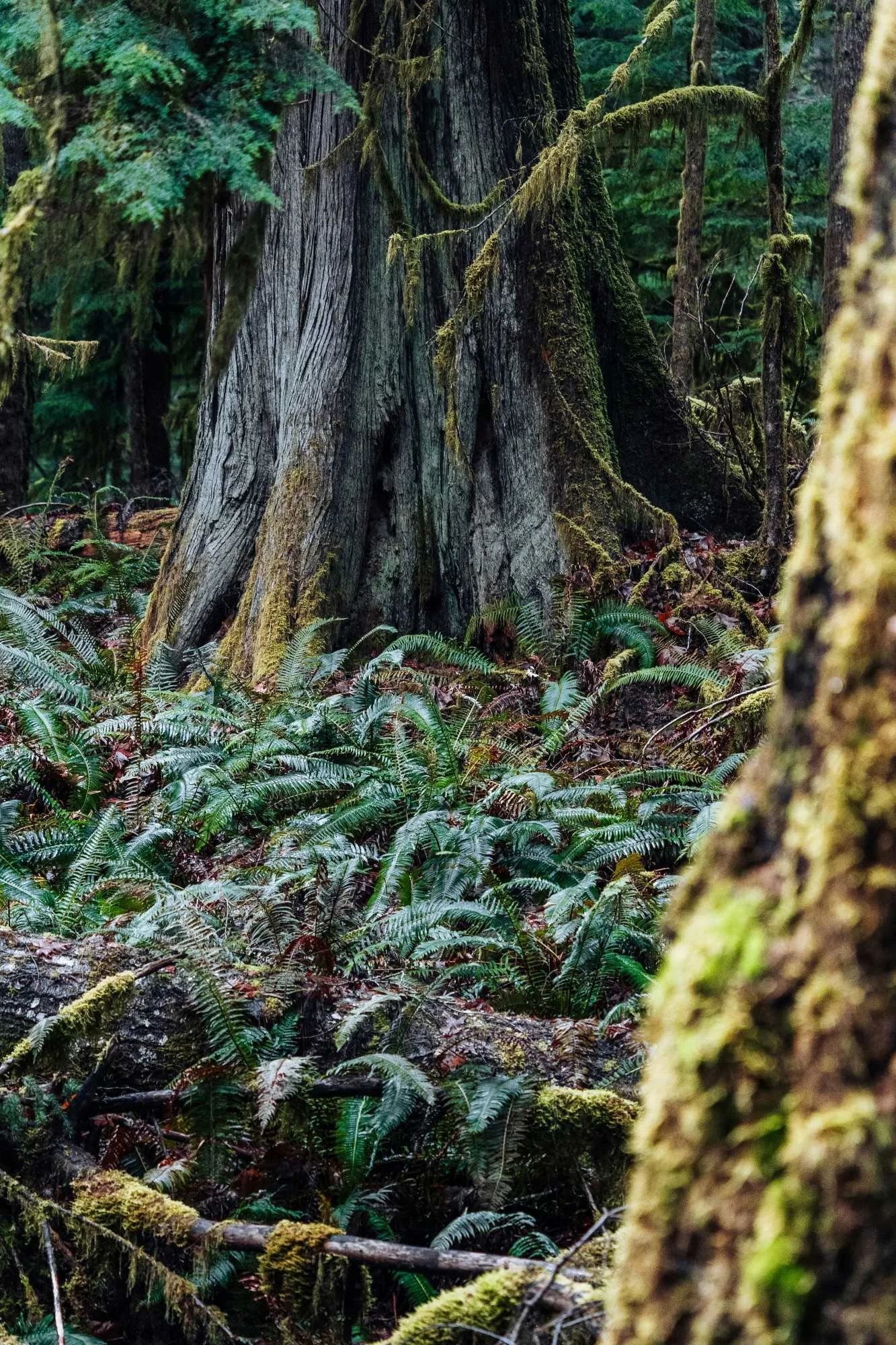 Dense forest with moss-covered trees and lush green ferns on the forest floor.