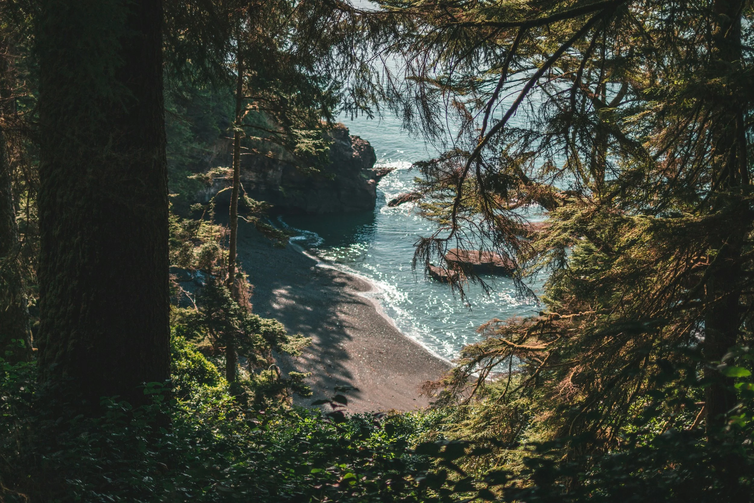 View of a rocky shoreline seen through a dense forest with tall trees and branches, and sunlight reflecting off the water.