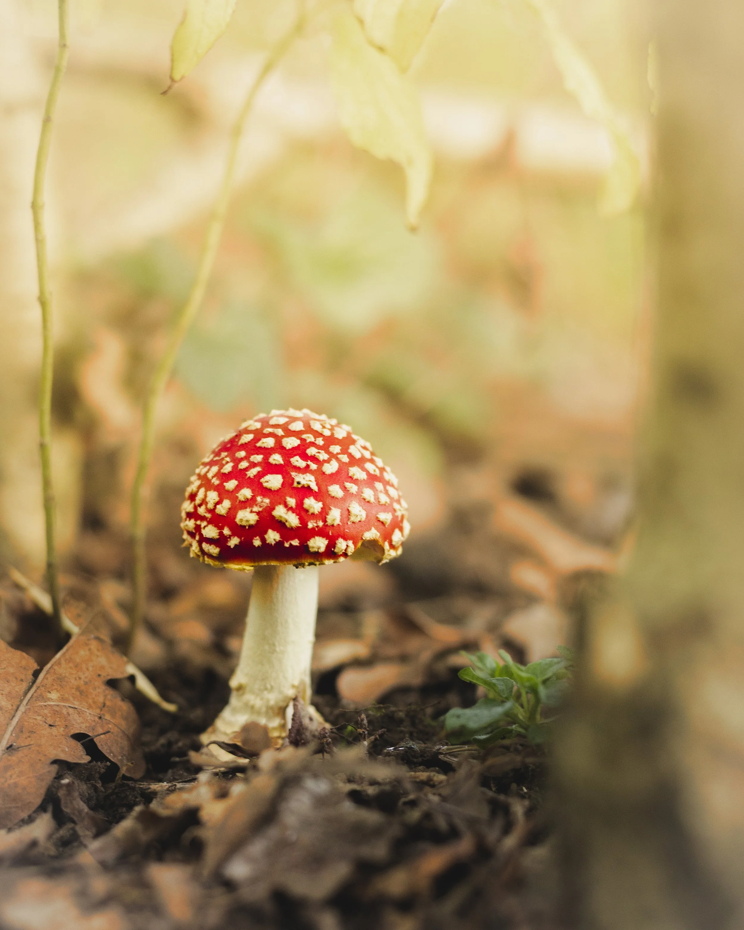 Nature