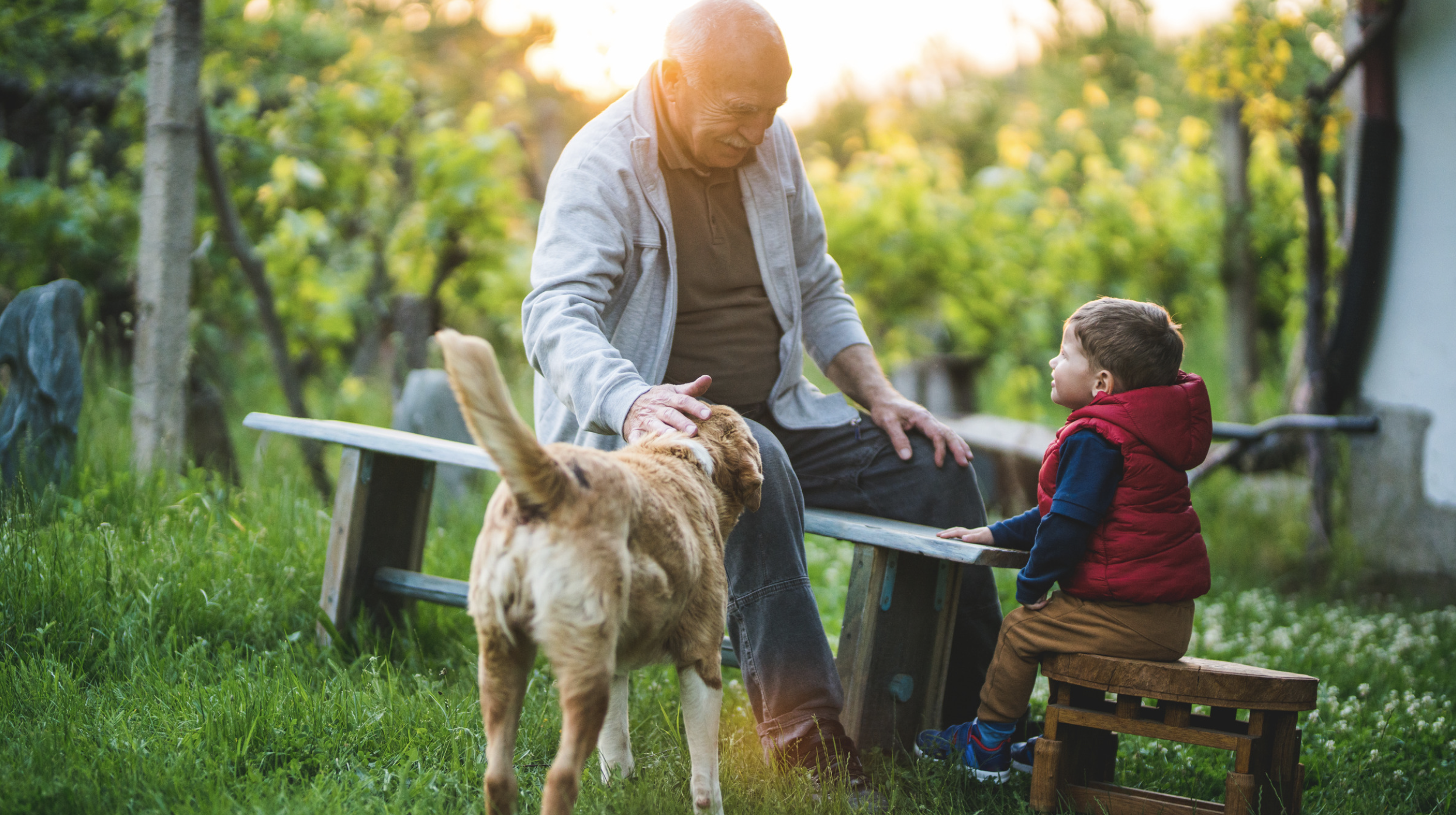 An elderly man and a young boy are sitting on benches in a park, with a dog present. The man is petting the dog, while the boy looks on, and they are surrounded by lush green trees during sunset.