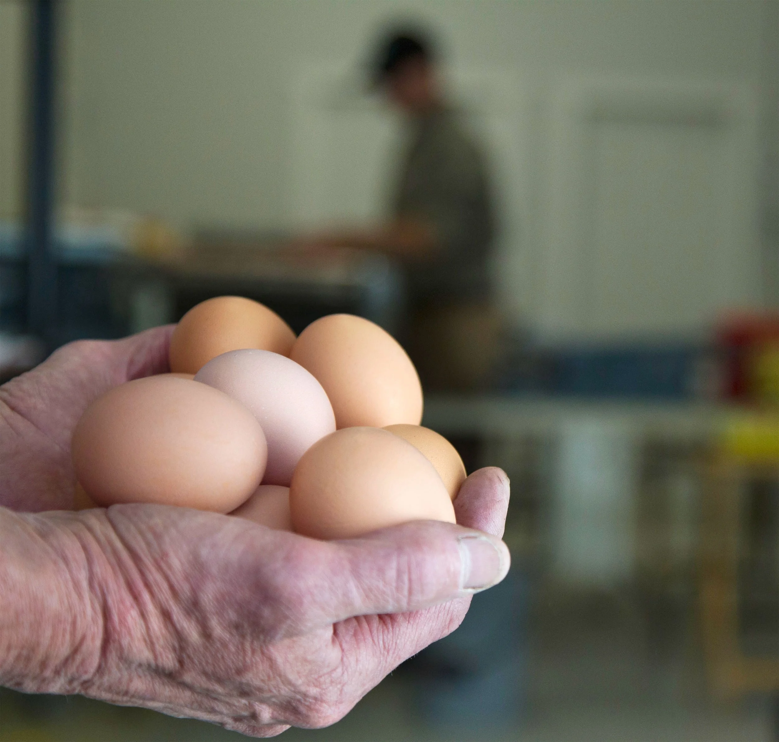 ‘Eggs in Bed’