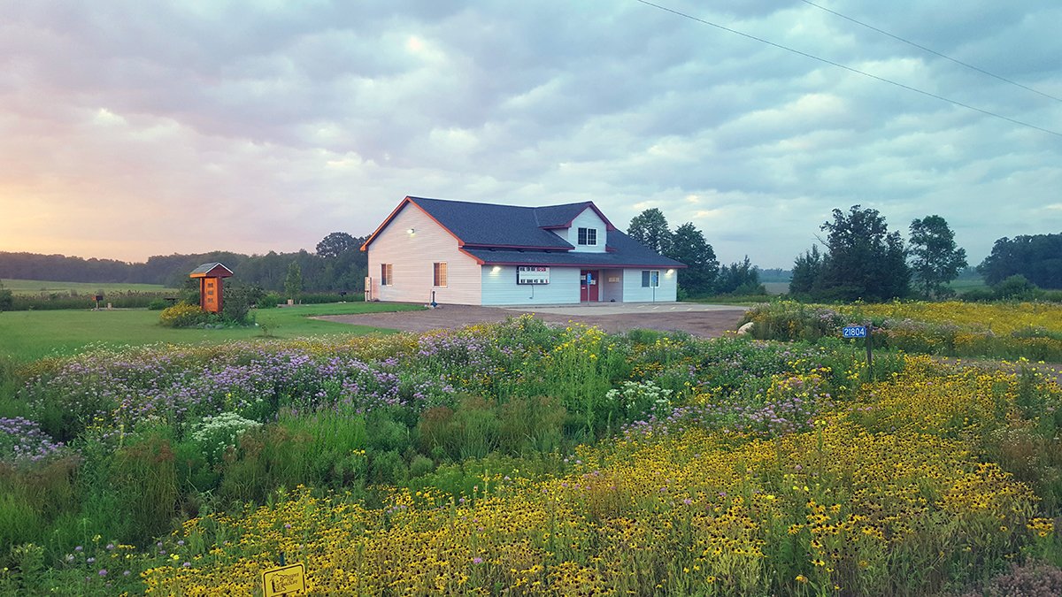 A house amid a field of yellow and purple wildflowers under a cloudy sky.