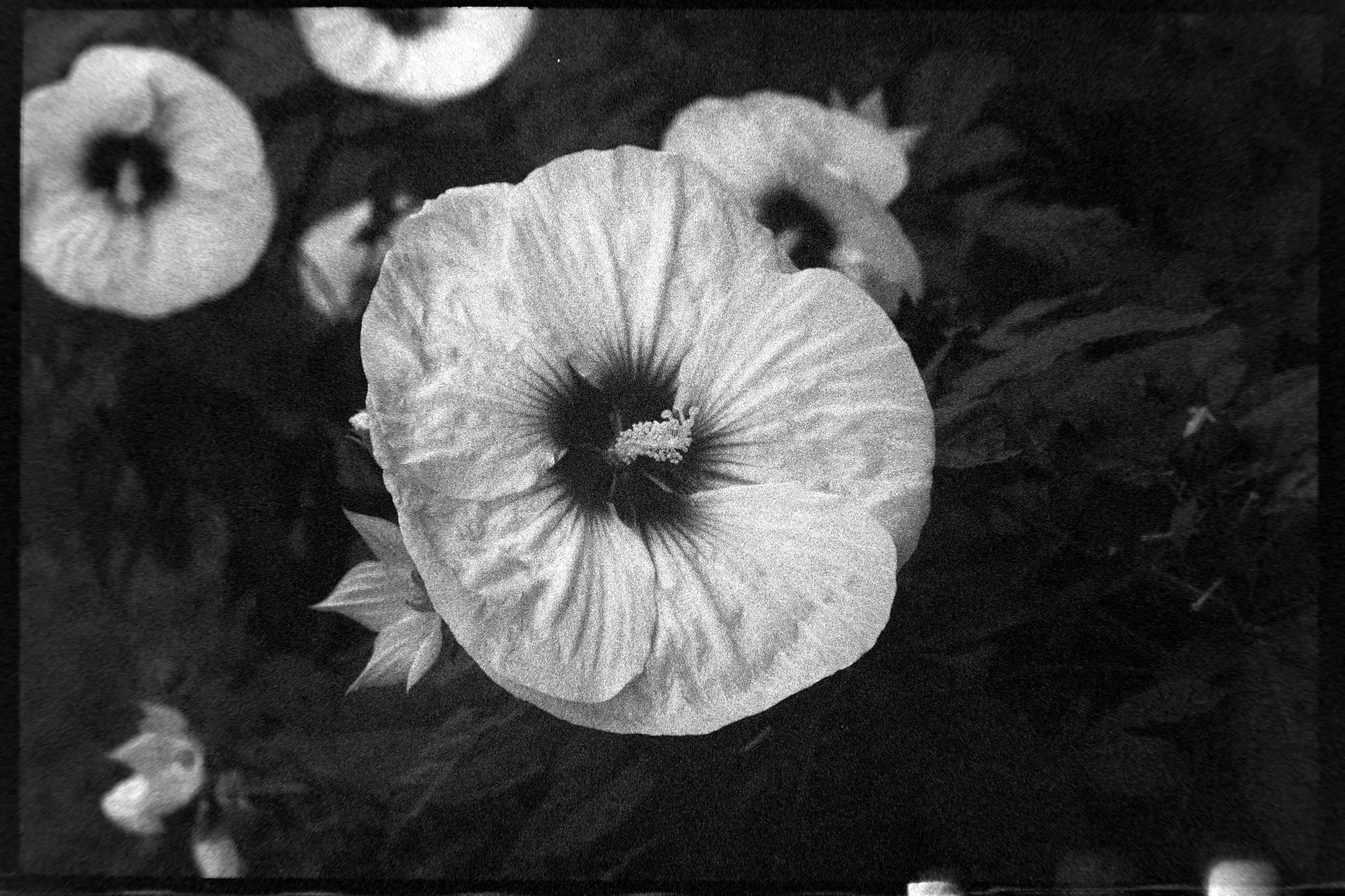 Canon P, 50 f/1.4 Lens, Kodak T-max 400, expired 1995